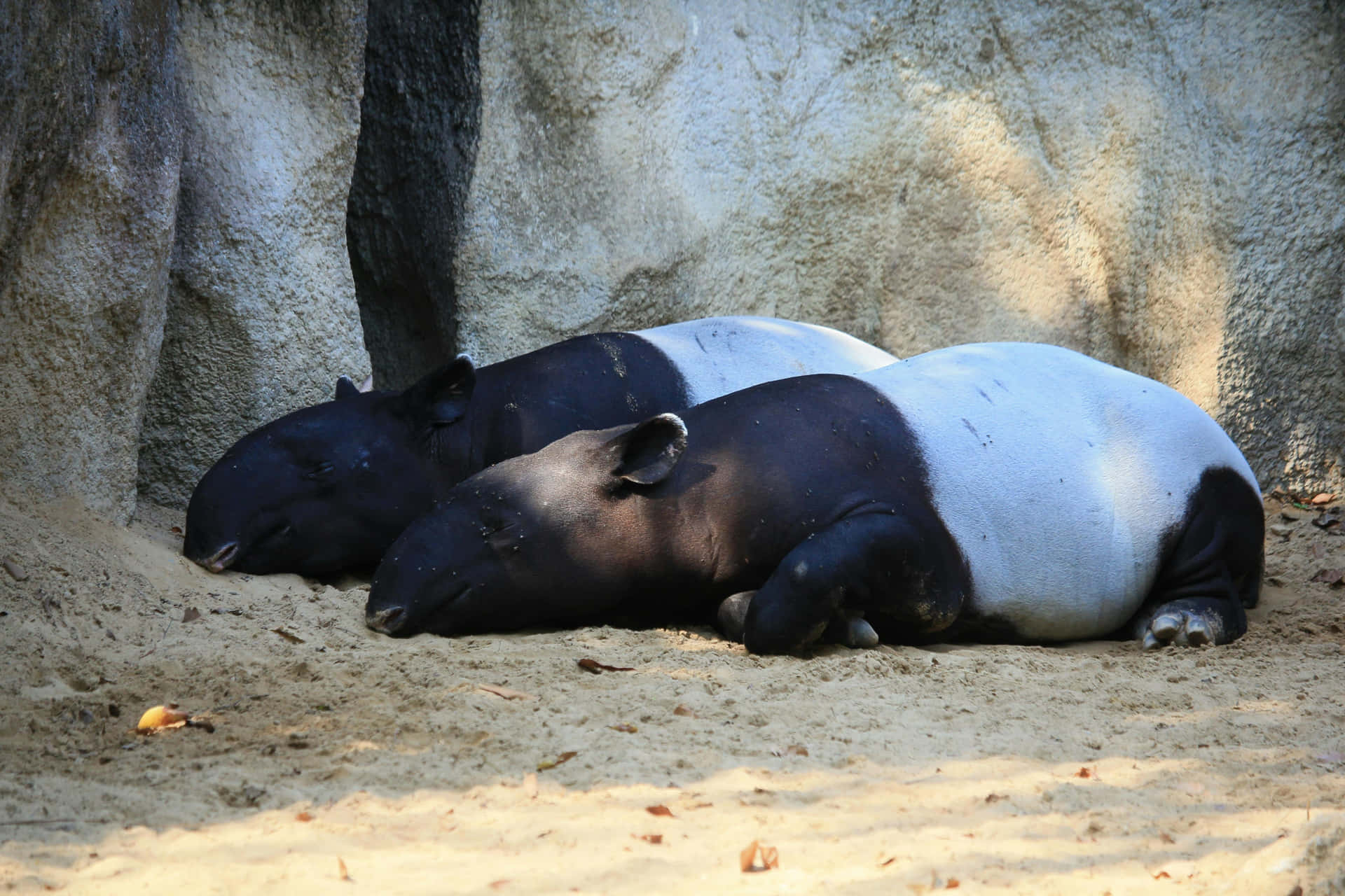 Resting_ Tapirs_ Zoo_ Habitat.jpg Background