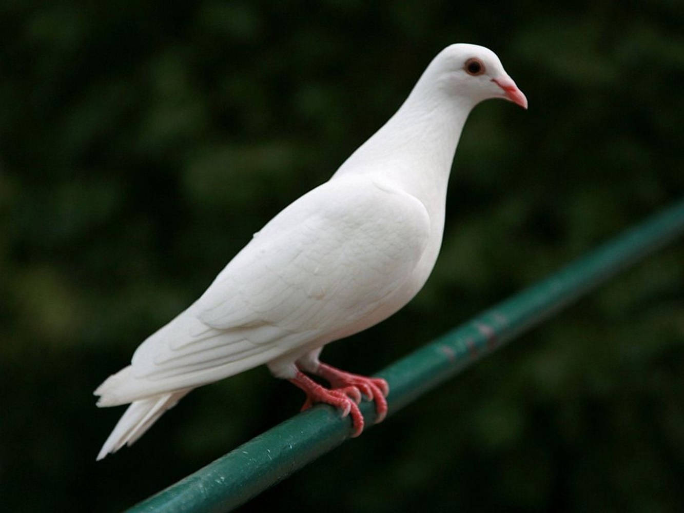 Resting White Dove Bird On A Platform Background