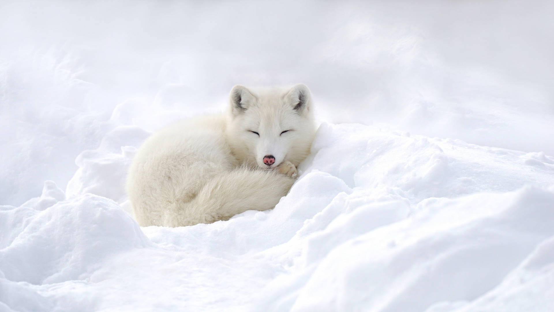 Resting White Fox On Snow Background