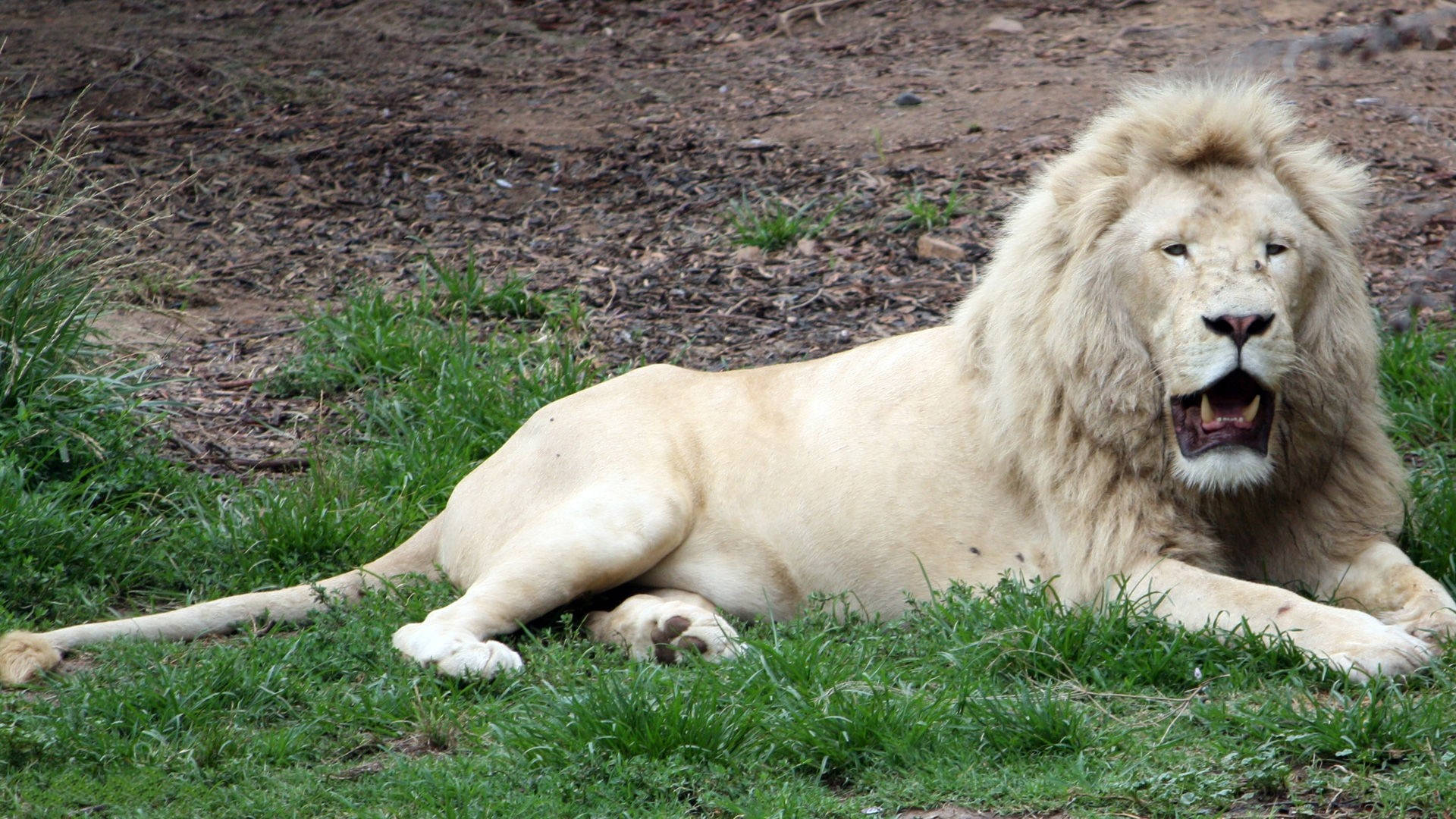 Resting White Lion Background