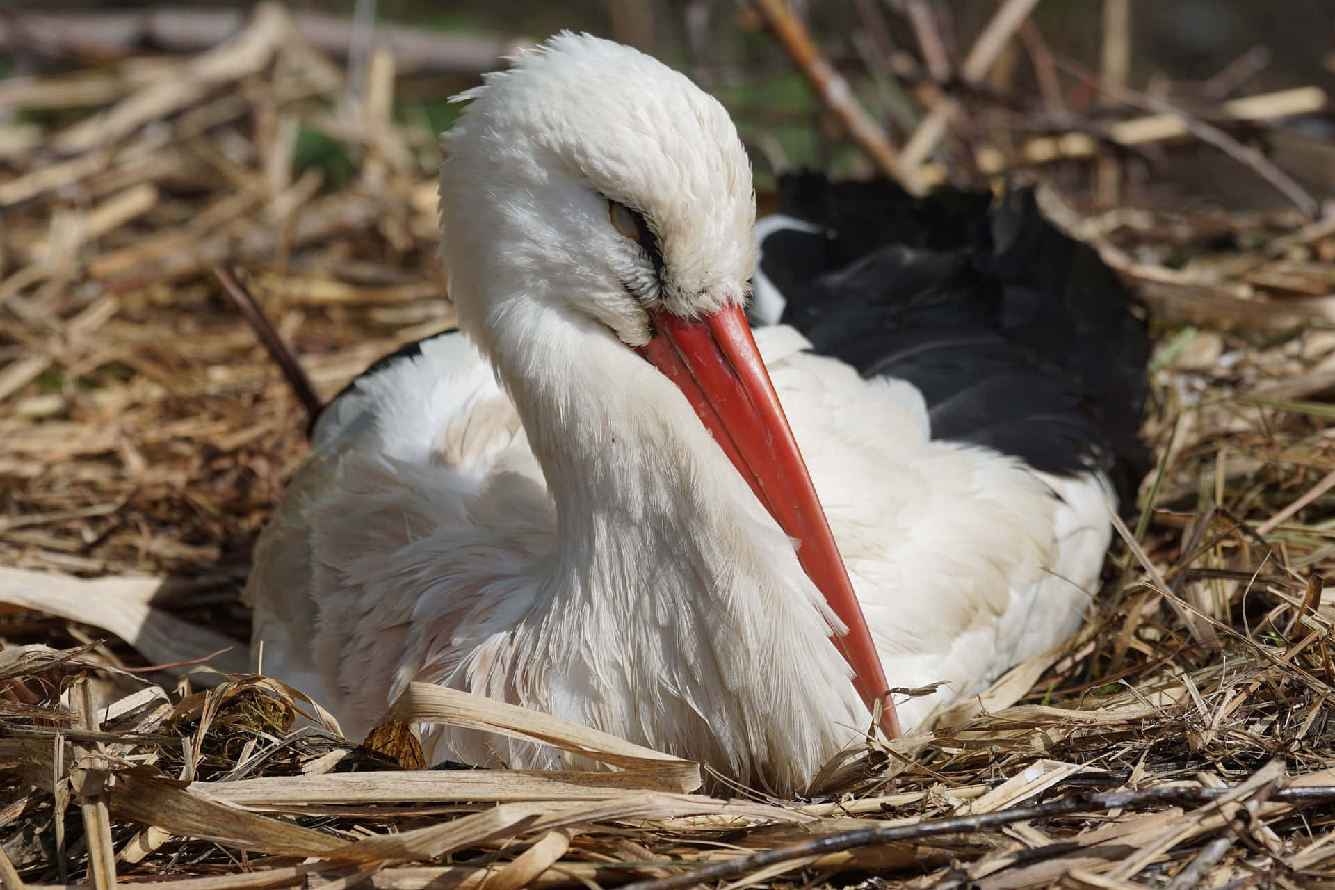 Resting White Stork