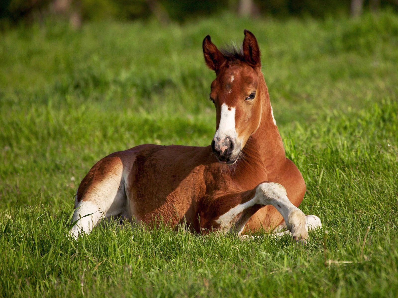 Resting Young Horse Foal On Grass Background