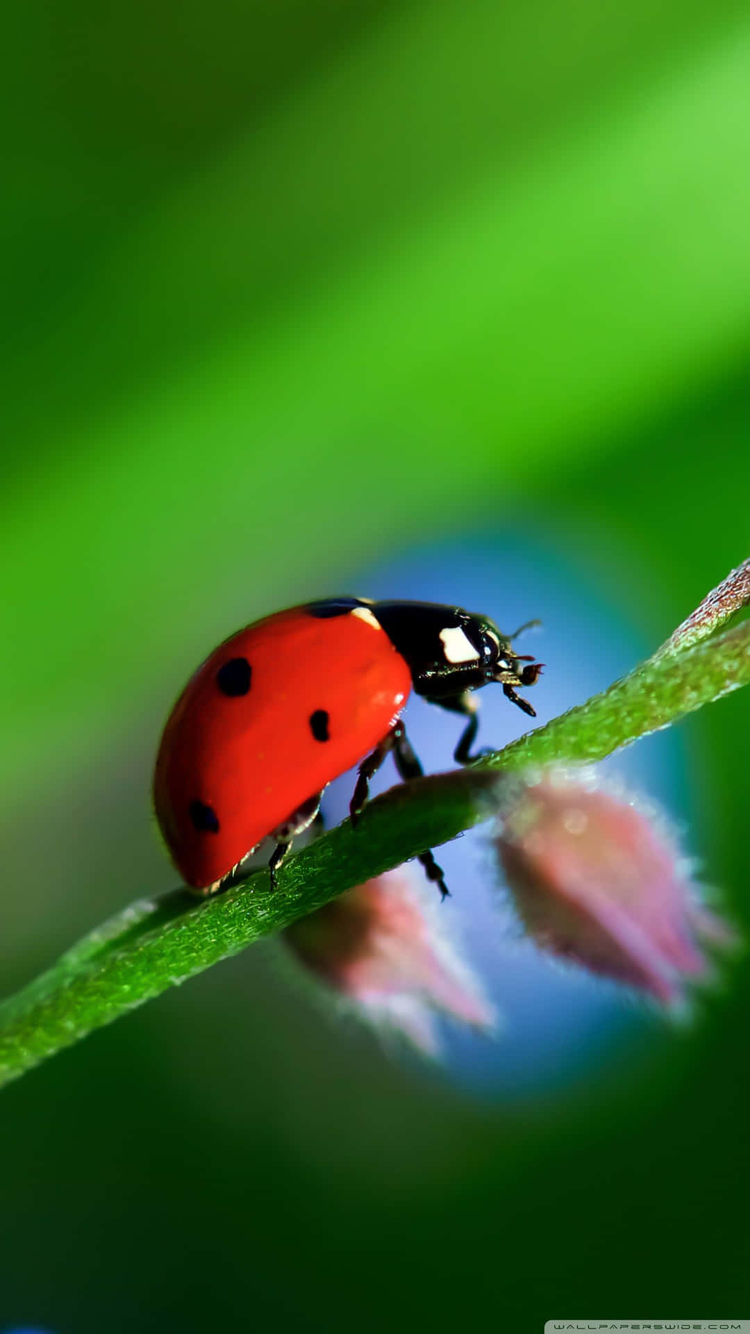 Retain A Youthful Attitude With The Ladybug Iphone! Background