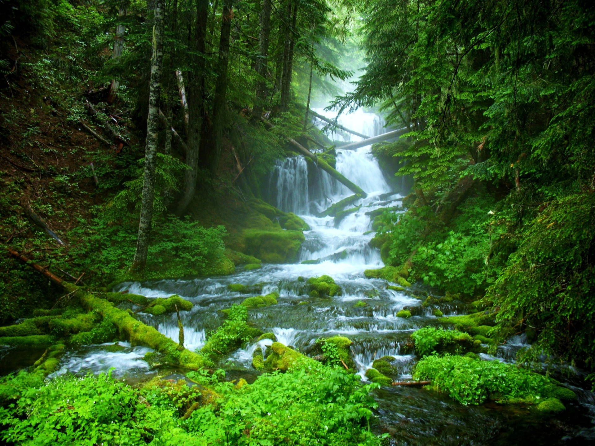 Retina Green Forest Waterfalls