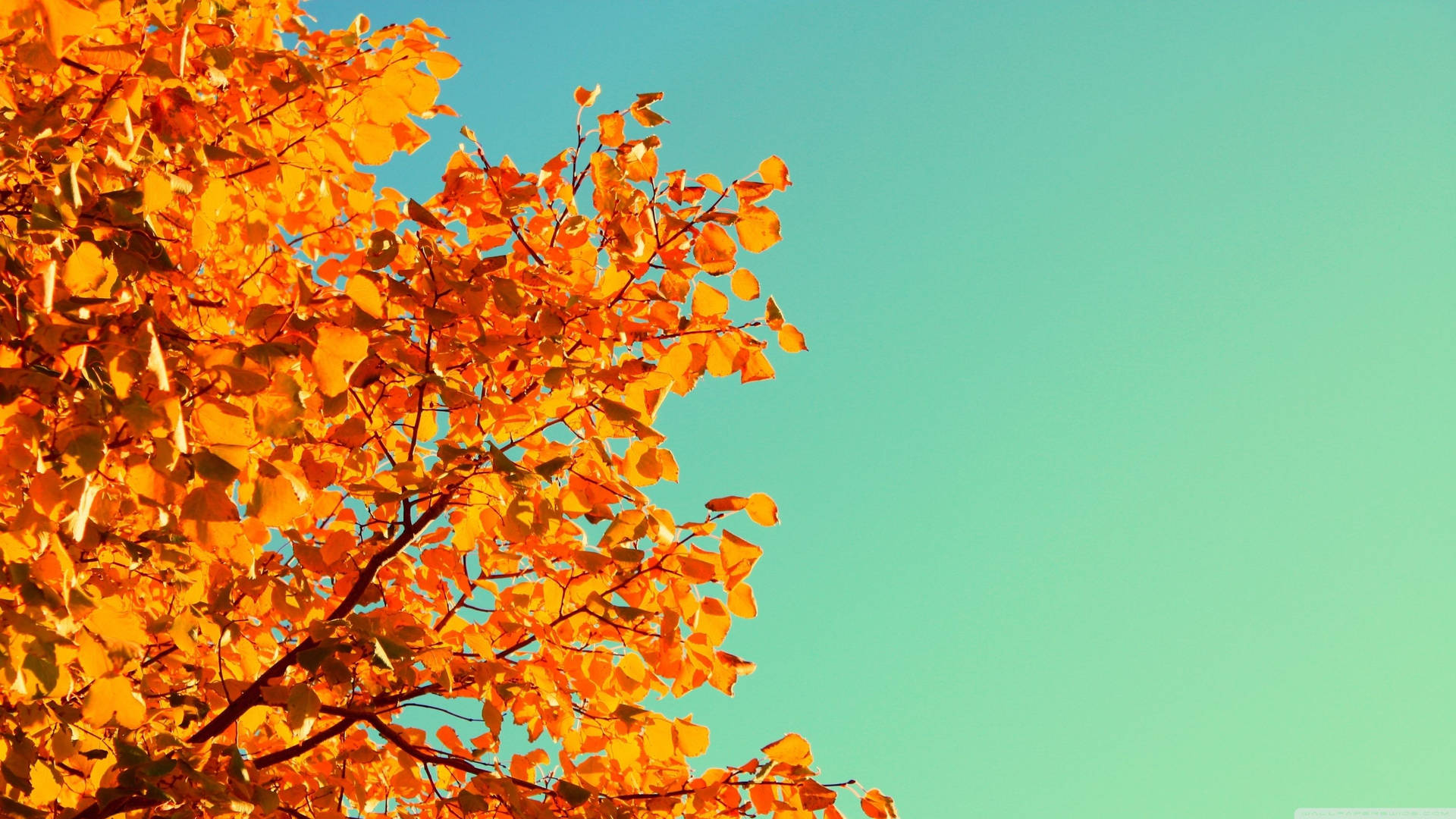 Retro Autumn Orange Hickories Tree Background