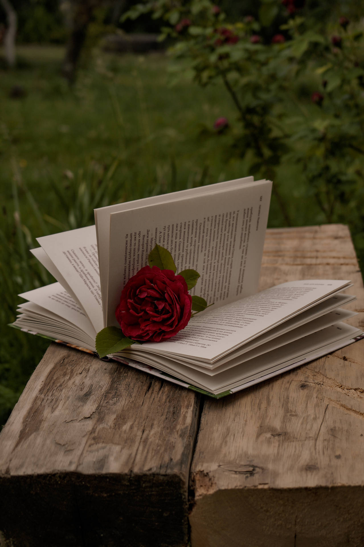 Reveal The Beauty Within: An Open Book With A Rose Sits On A Green Aesthetic Background. Background