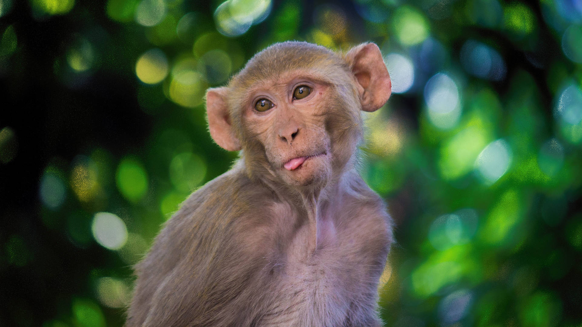 Rhesus Macaque Monkey Background