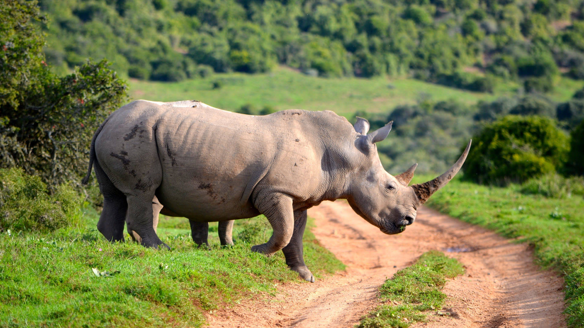 Rhinoceros Crossing Road Background