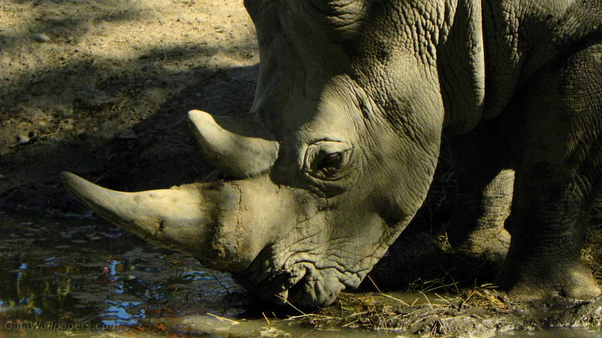 Rhinoceros Drinking Water Background
