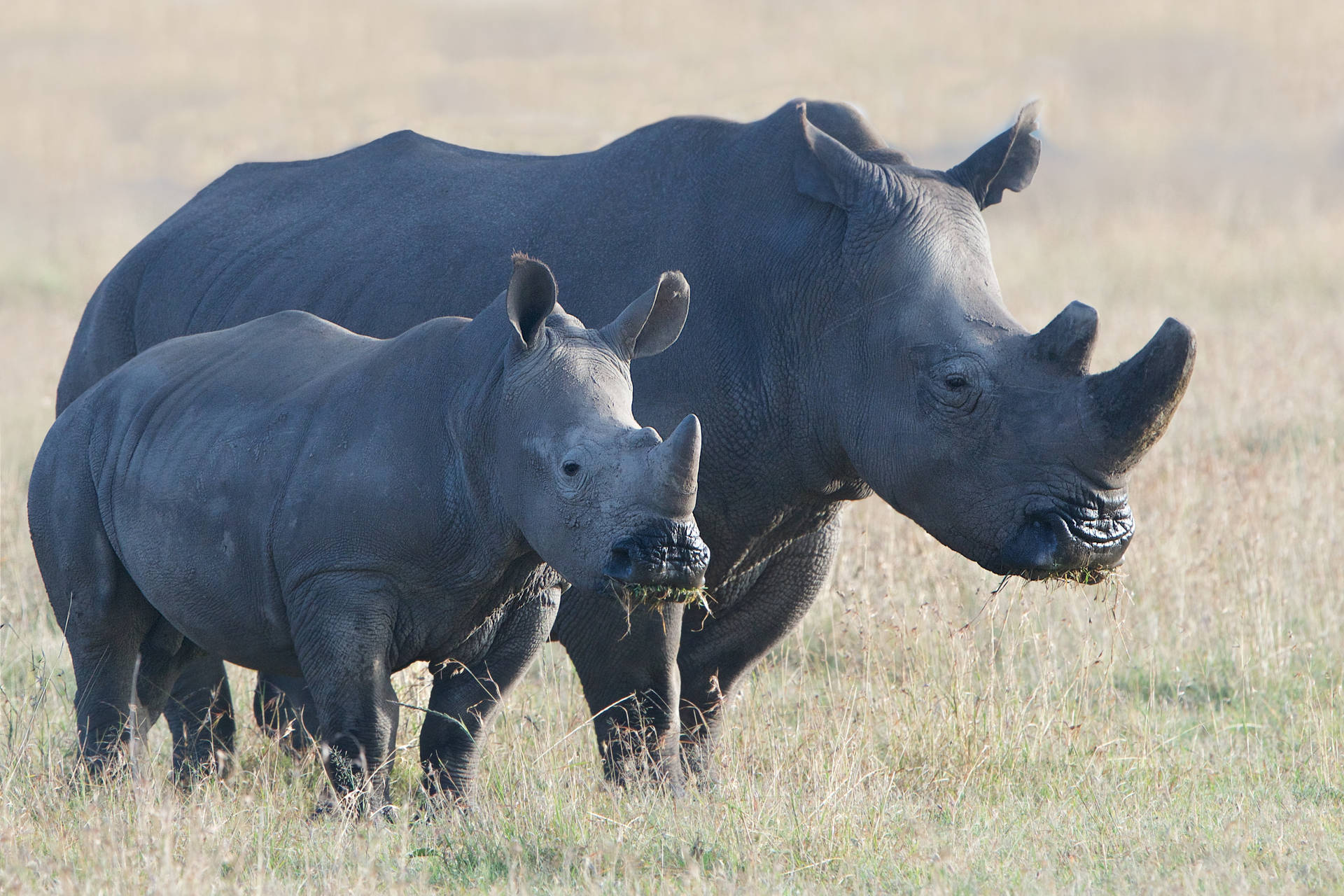 Rhinoceros Eating Grass Background