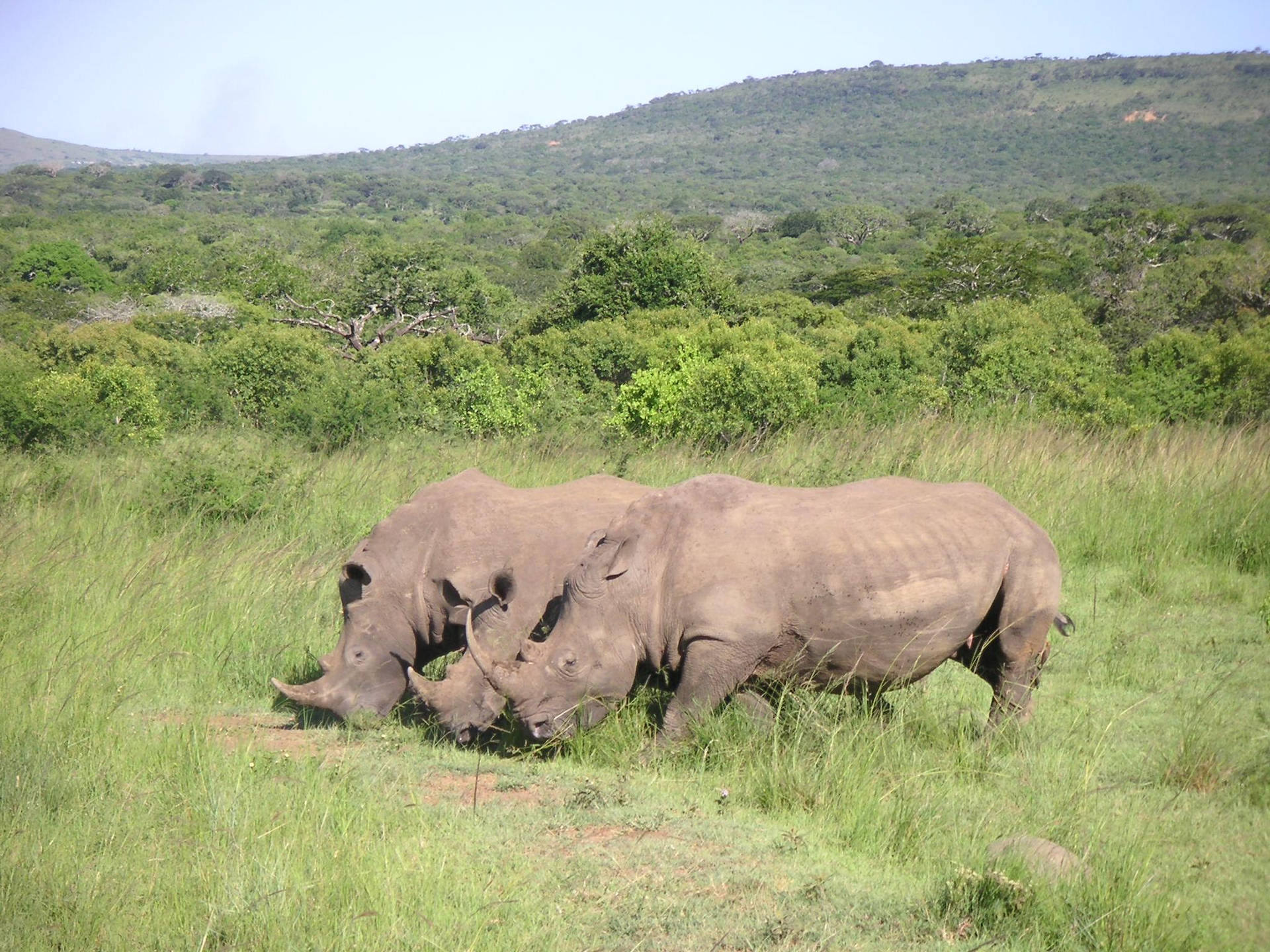 Rhinoceros Family