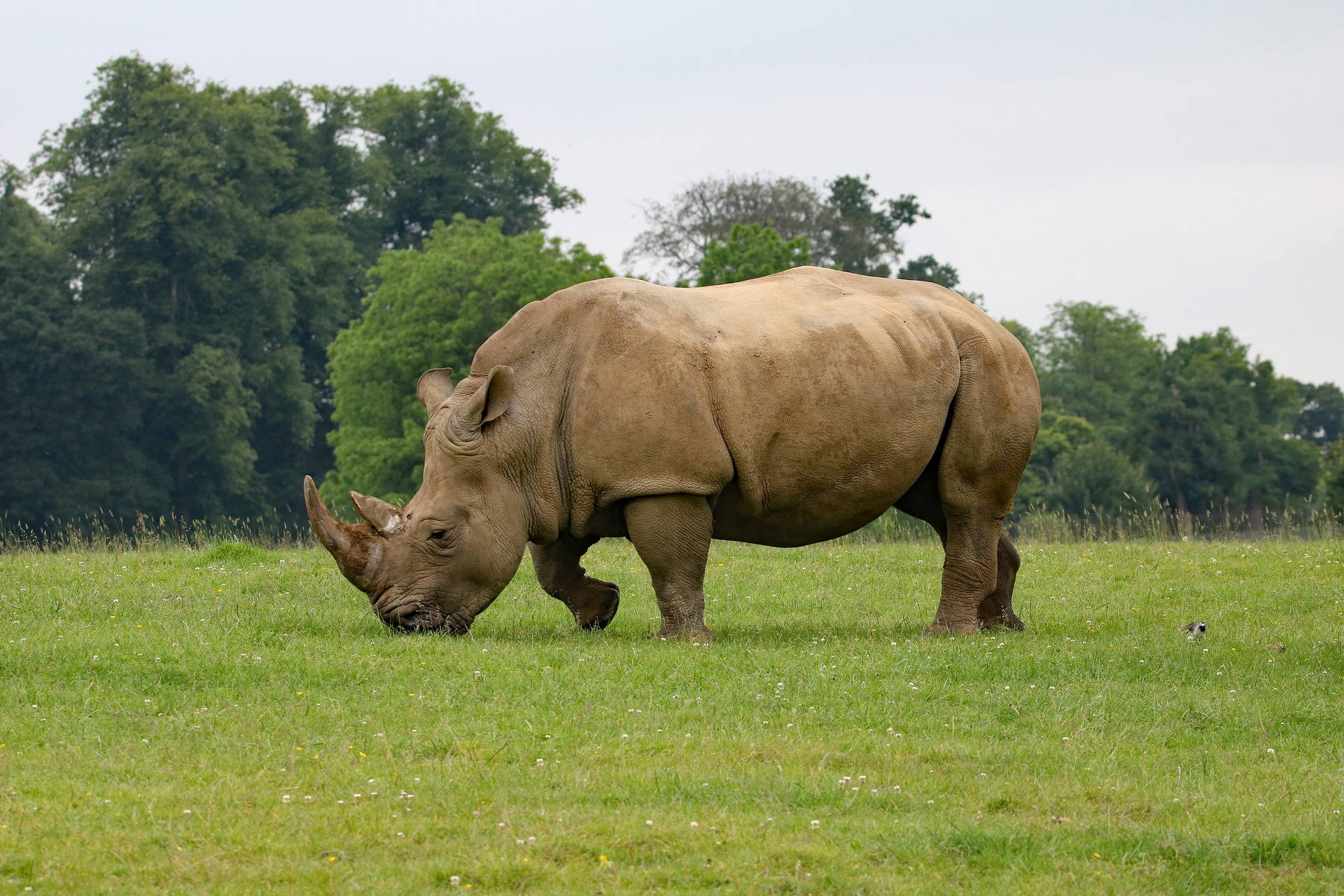 Rhinoceros In Grass Field