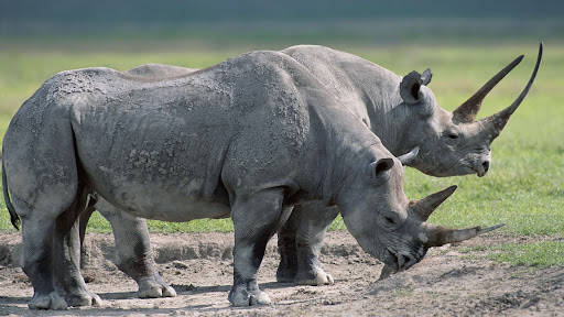 Rhinoceros In Mud