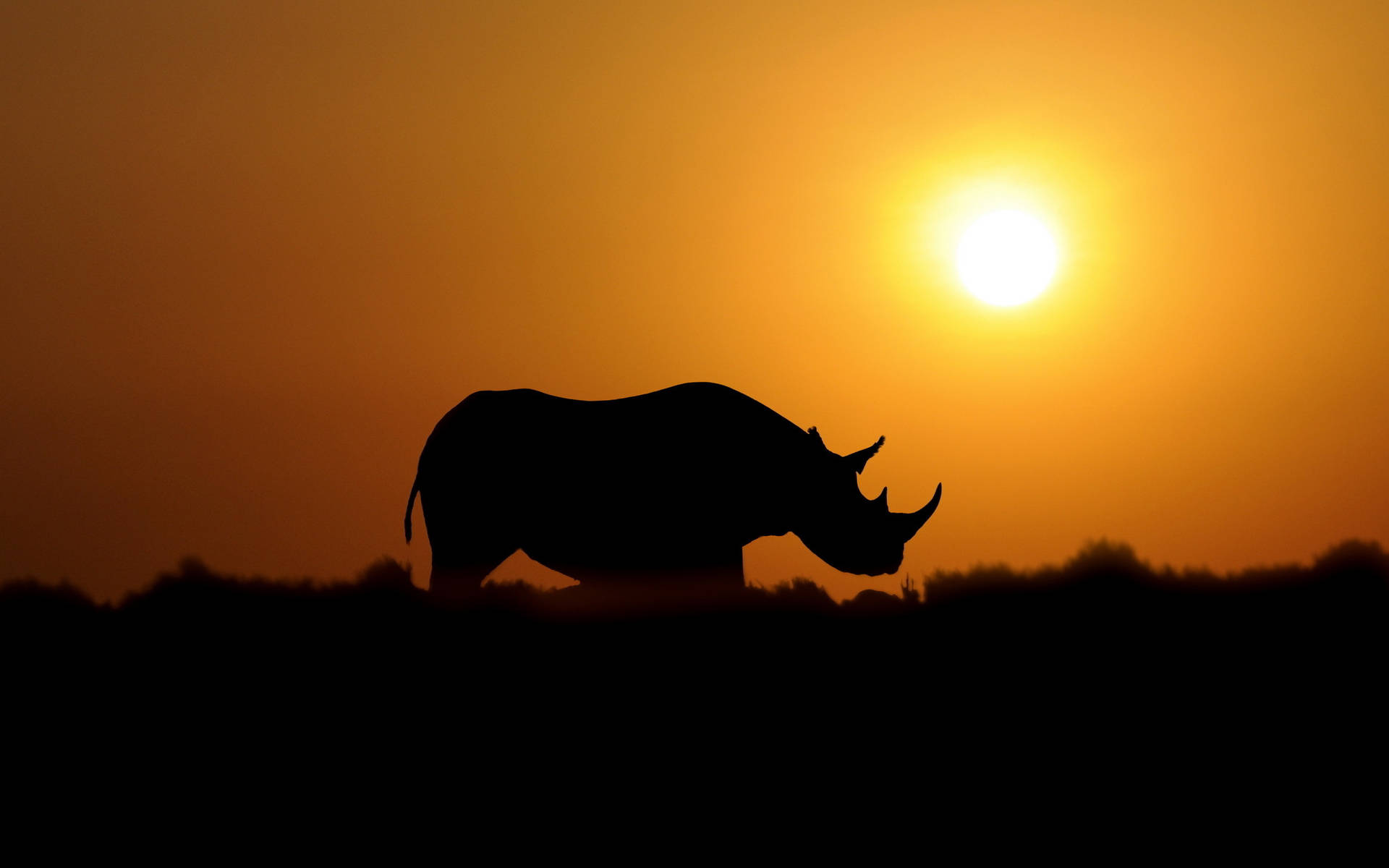 Rhinoceros In Sunset