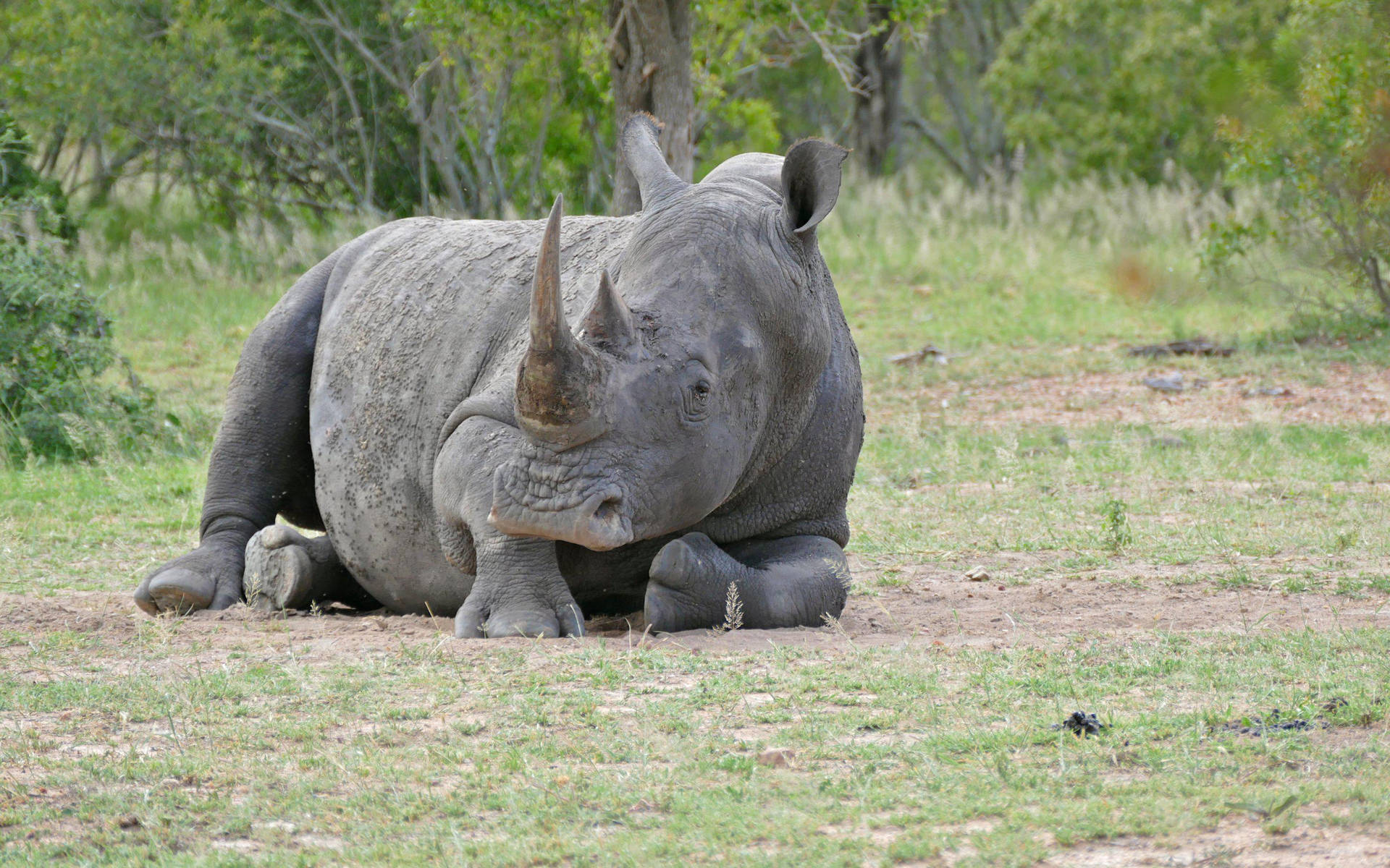 Rhinoceros Lying On The Ground Background