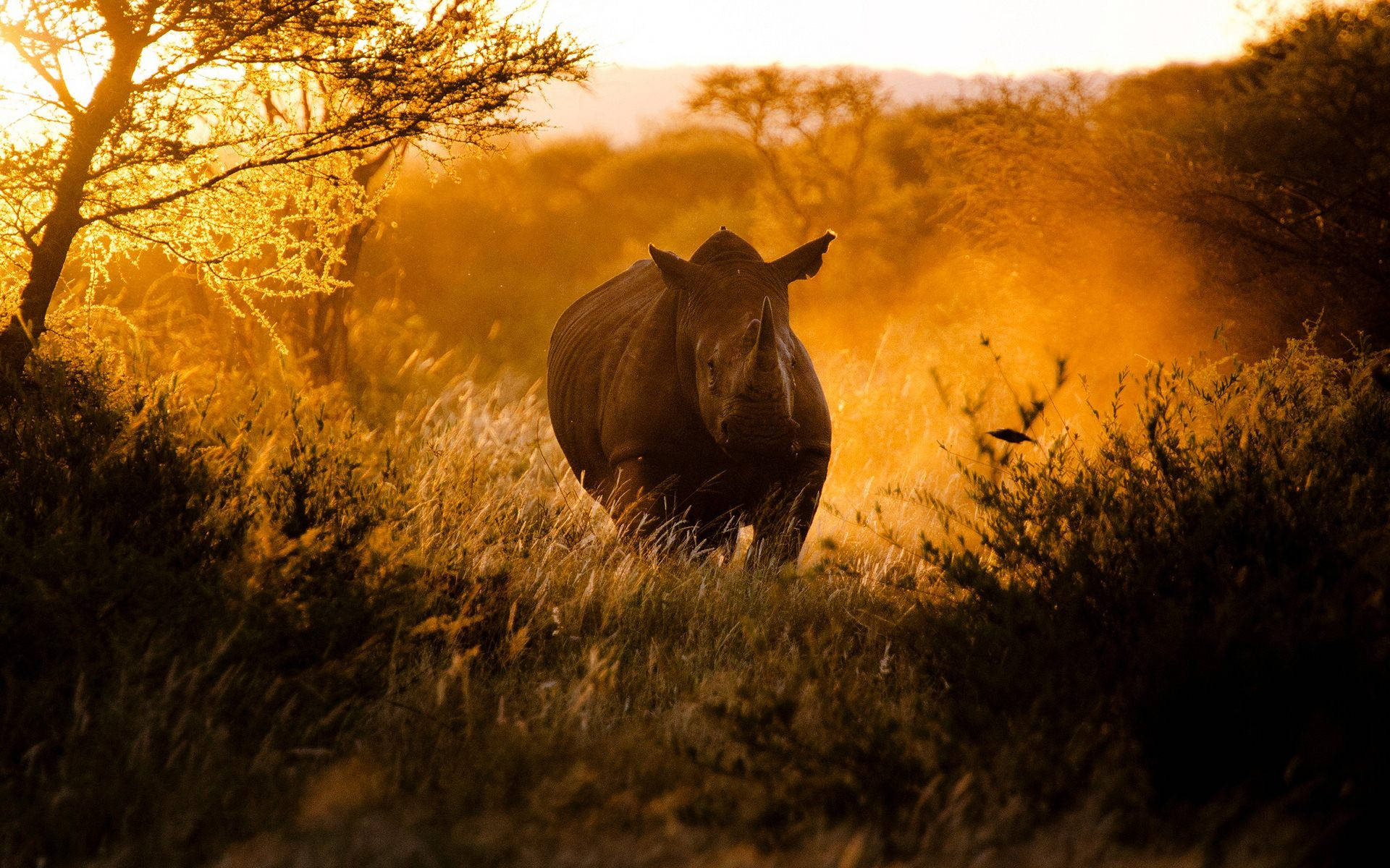 Rhinoceros Photography Art Background