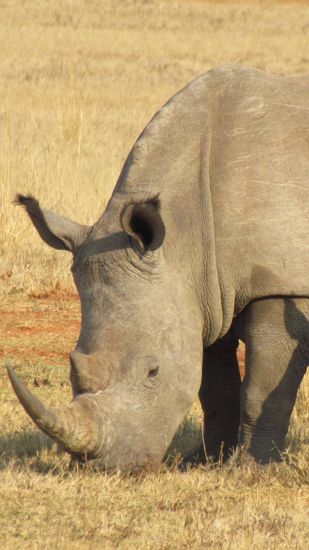 Rhinoceros Portrait Background