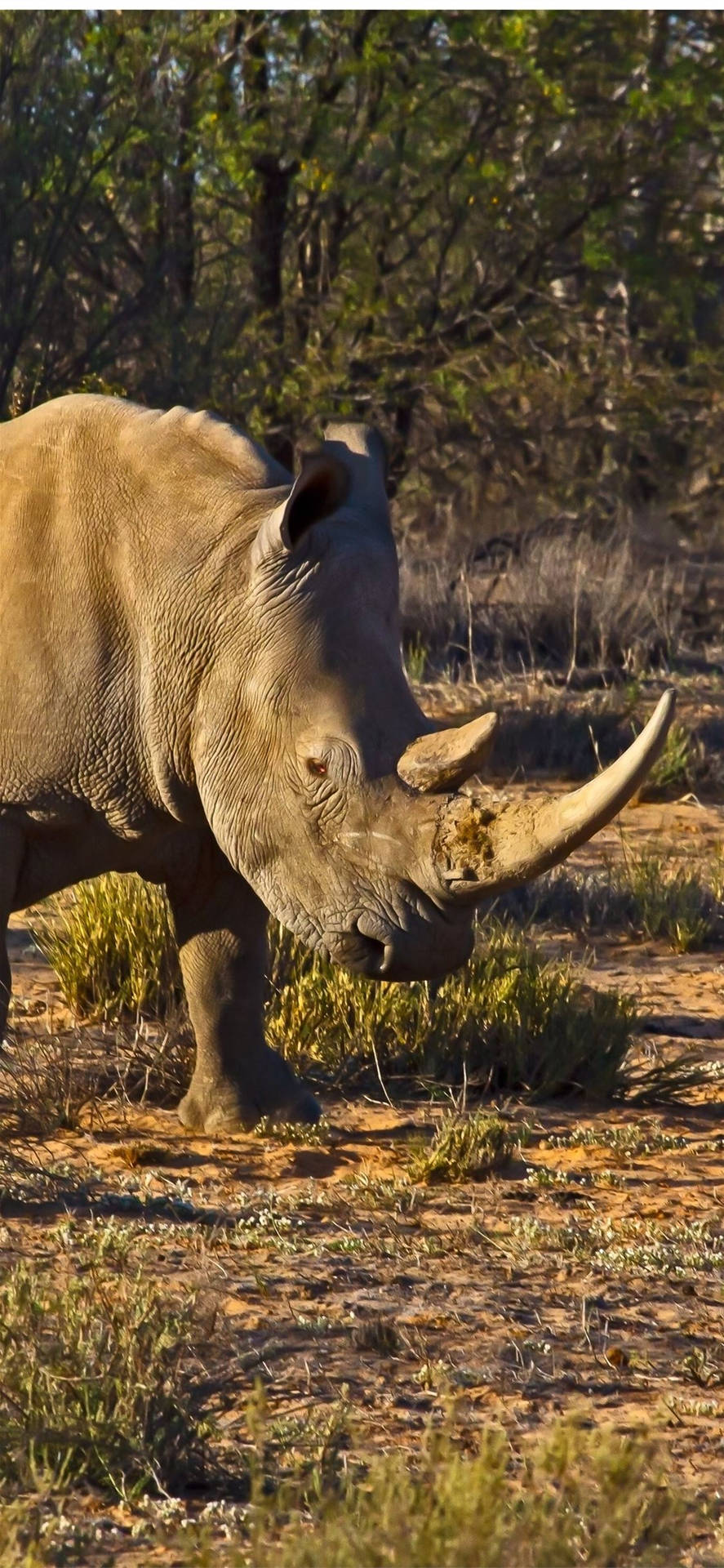 Rhinoceros With Damaged Horns Background