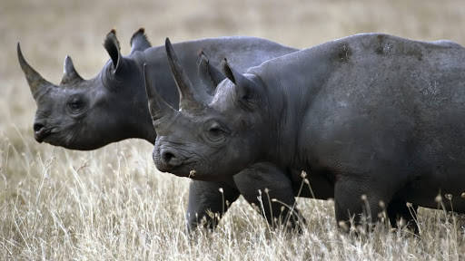 Rhinoceros With Dark Gray Skin Background