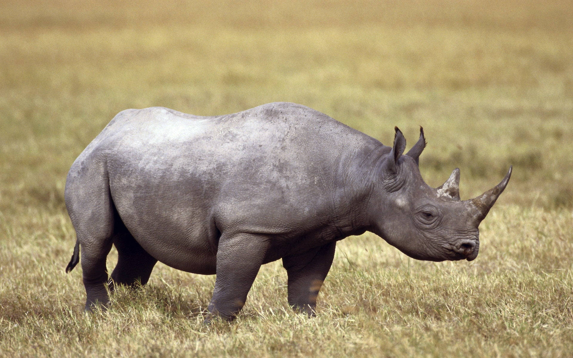 Rhinoceros With Faded Gray Skin Background