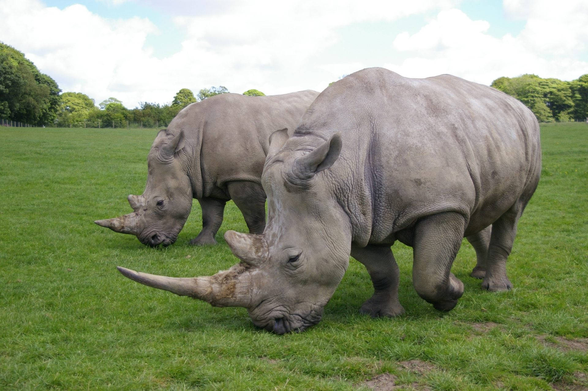 Rhinoceros With Sharp Horns Background