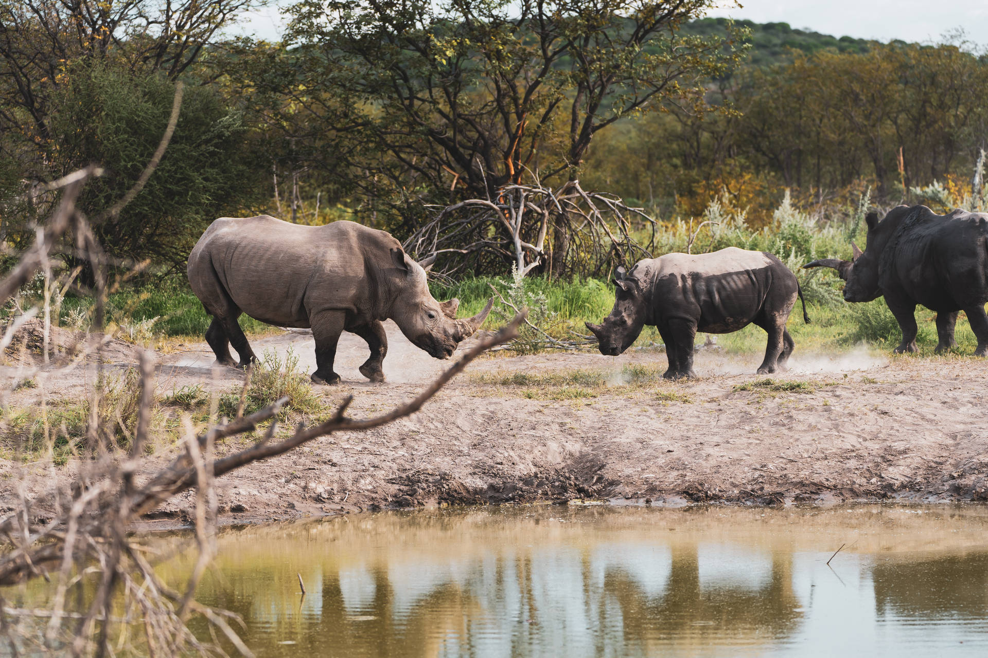 Rhinoceroses In Namibia Background