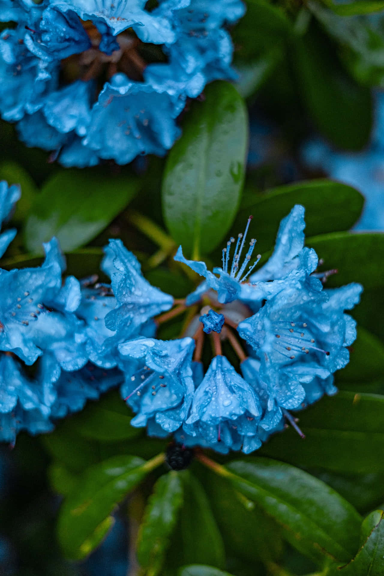 Rhododendron Blue Flowers Phone Background