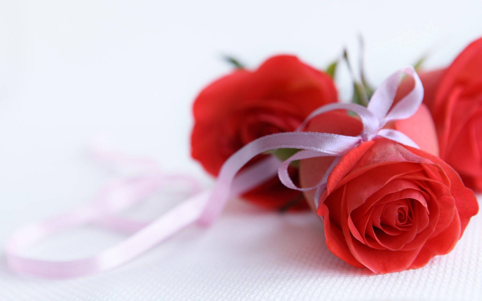 Ribbon In Rose Flowers Background