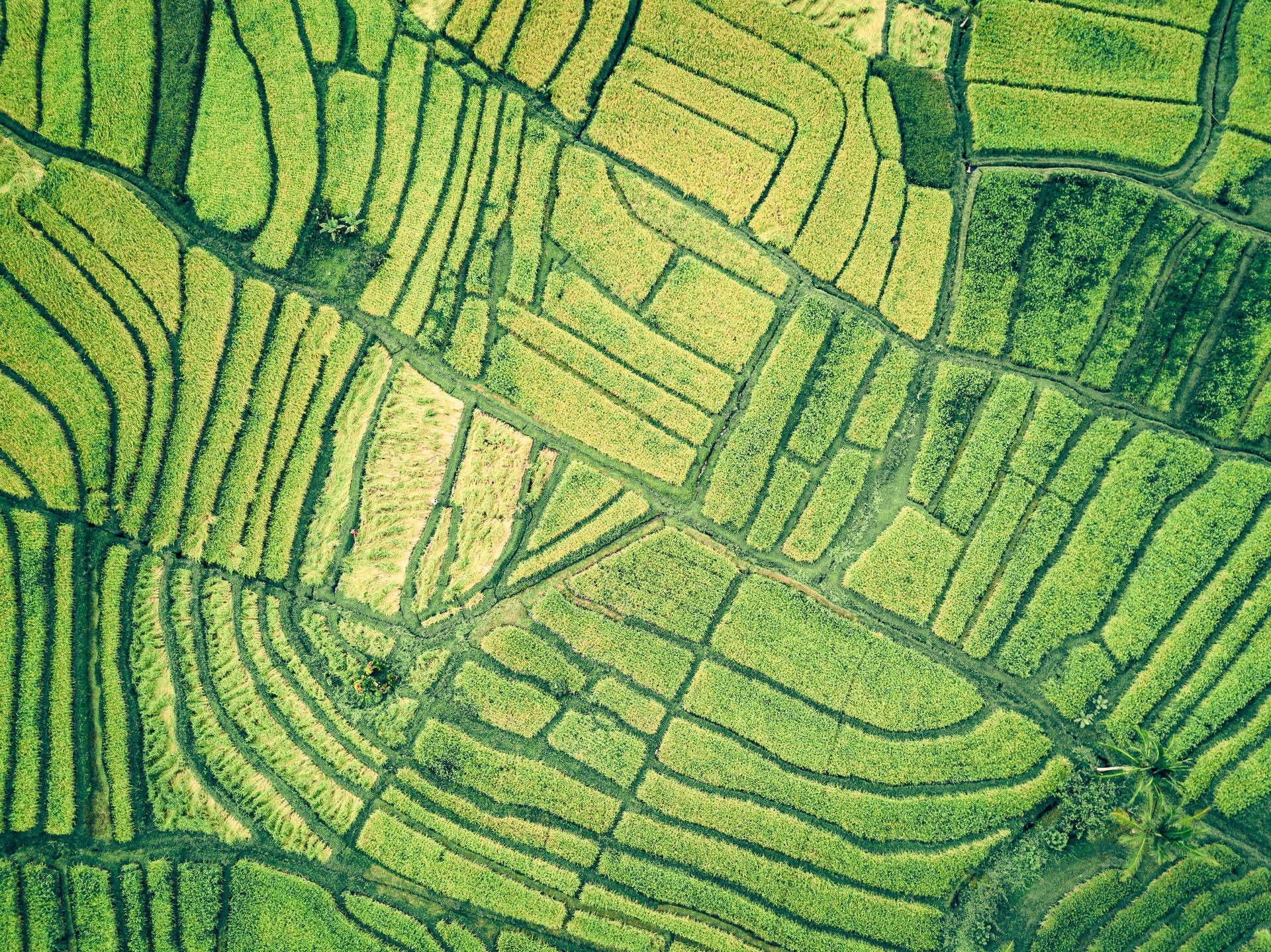 Rice Field Farm Aerial View Shot