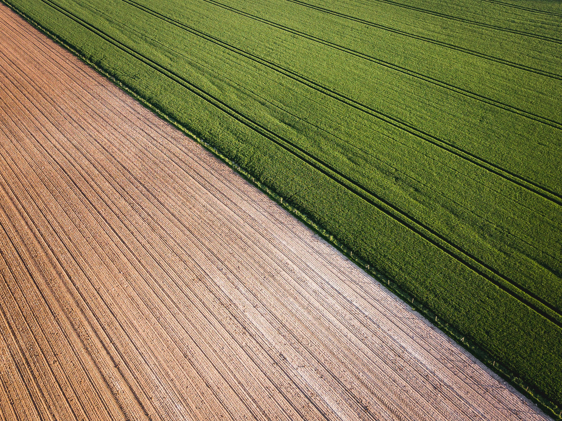 Rice Field Farm Perfect Shot