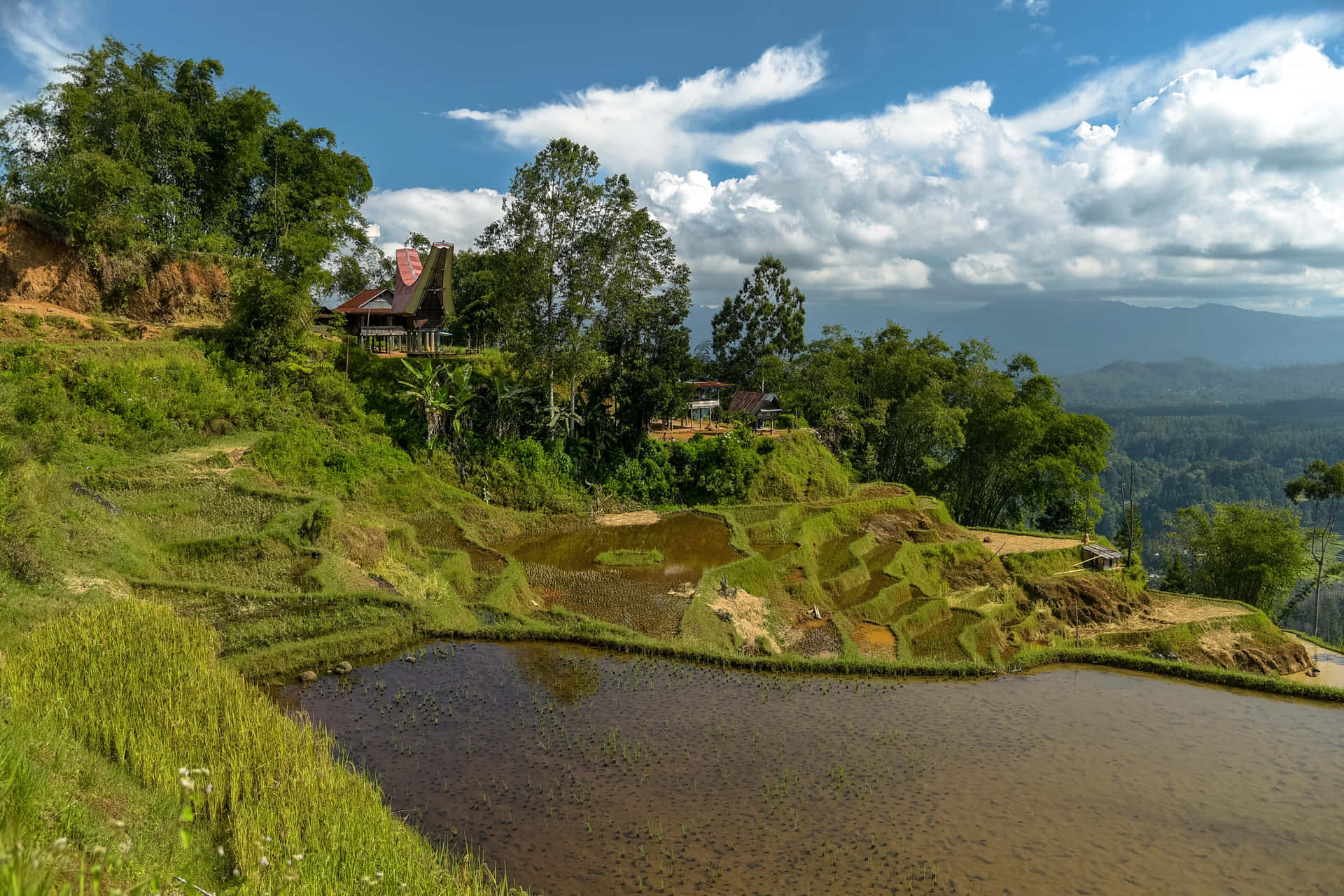 Rice Field In Sulawesi