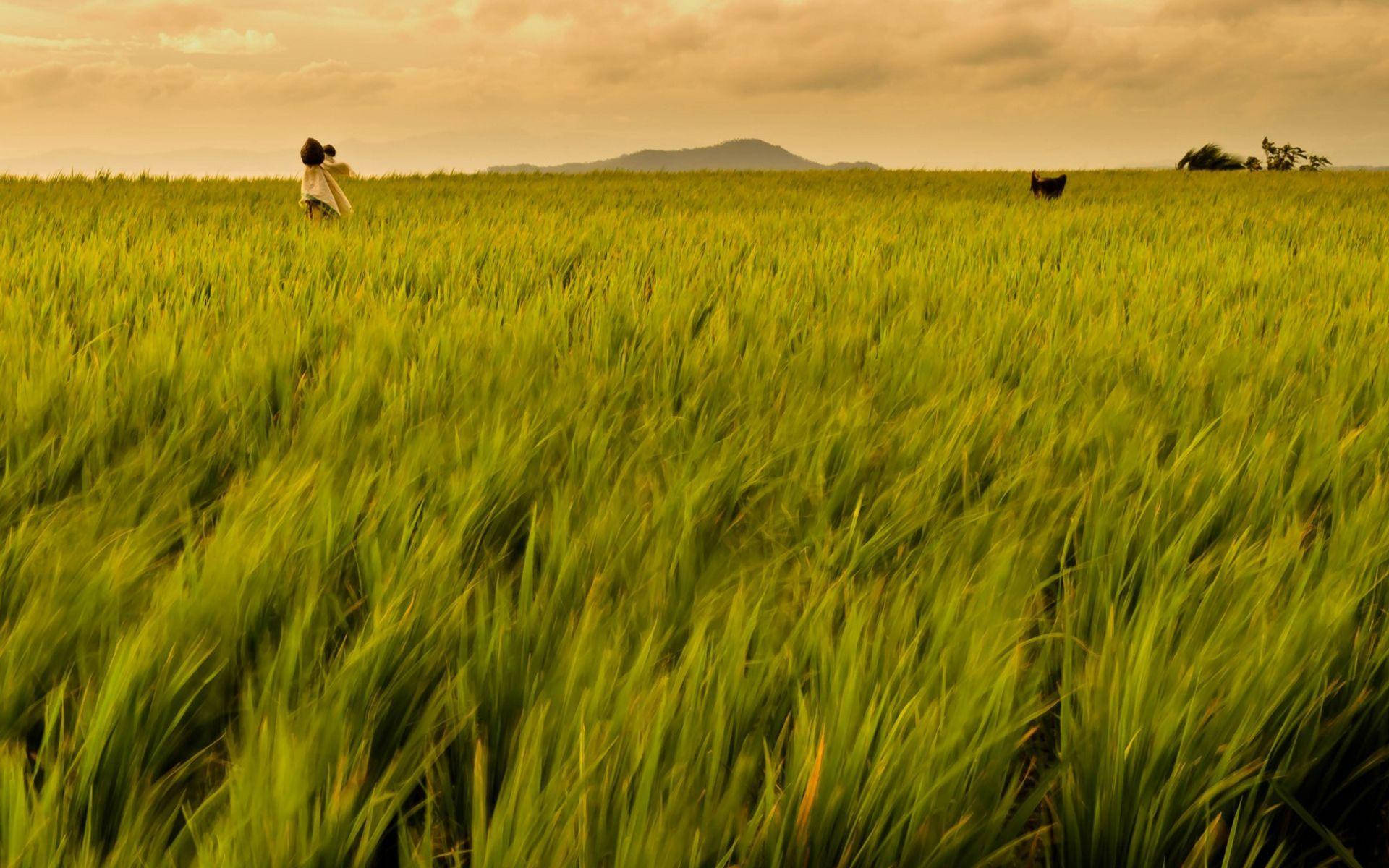 Rice Field In The Philippines Background