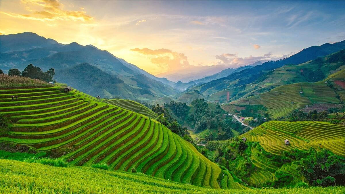 Rice Field On Myanmar Background