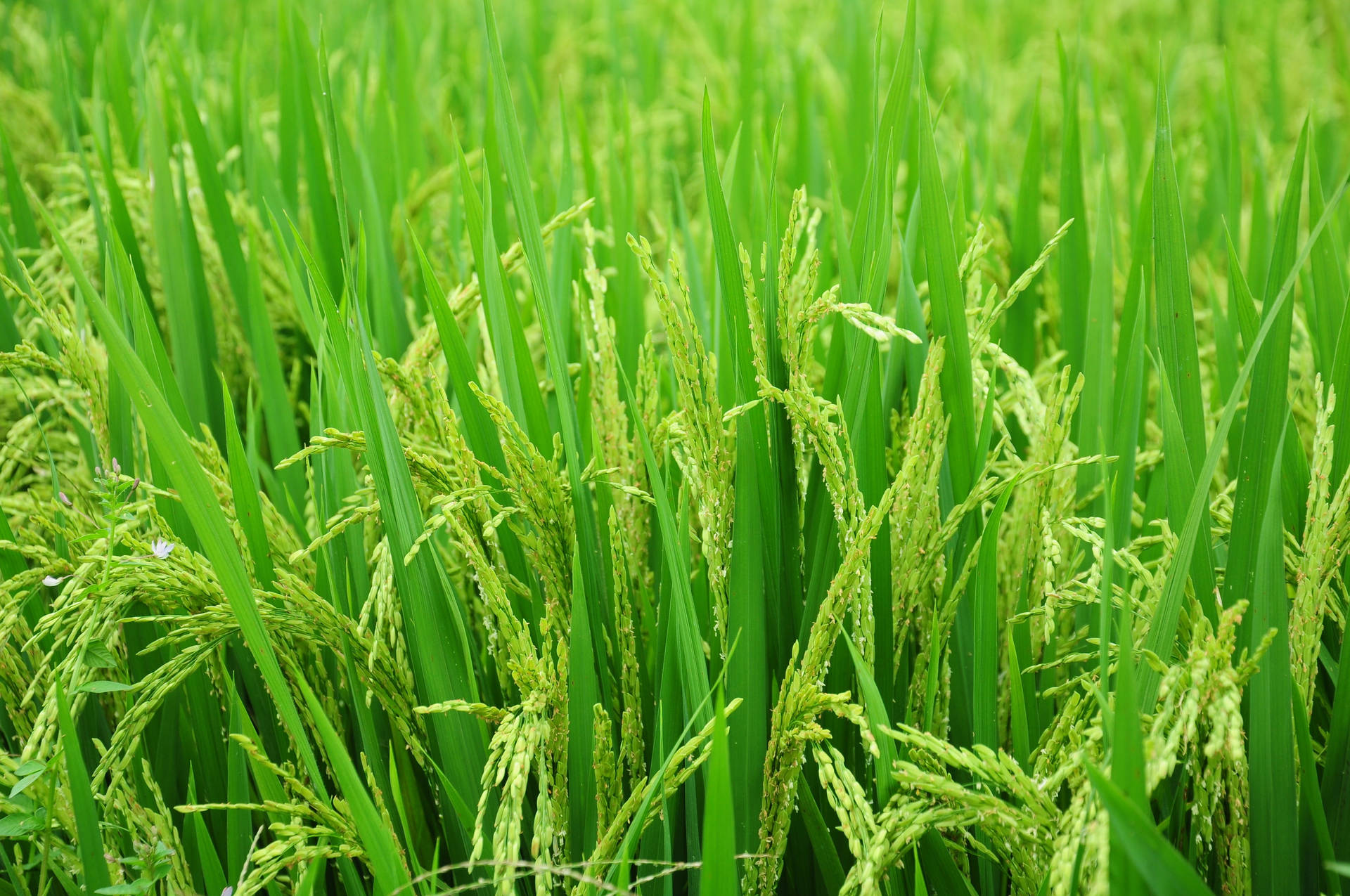 Rice Green Leaves Background