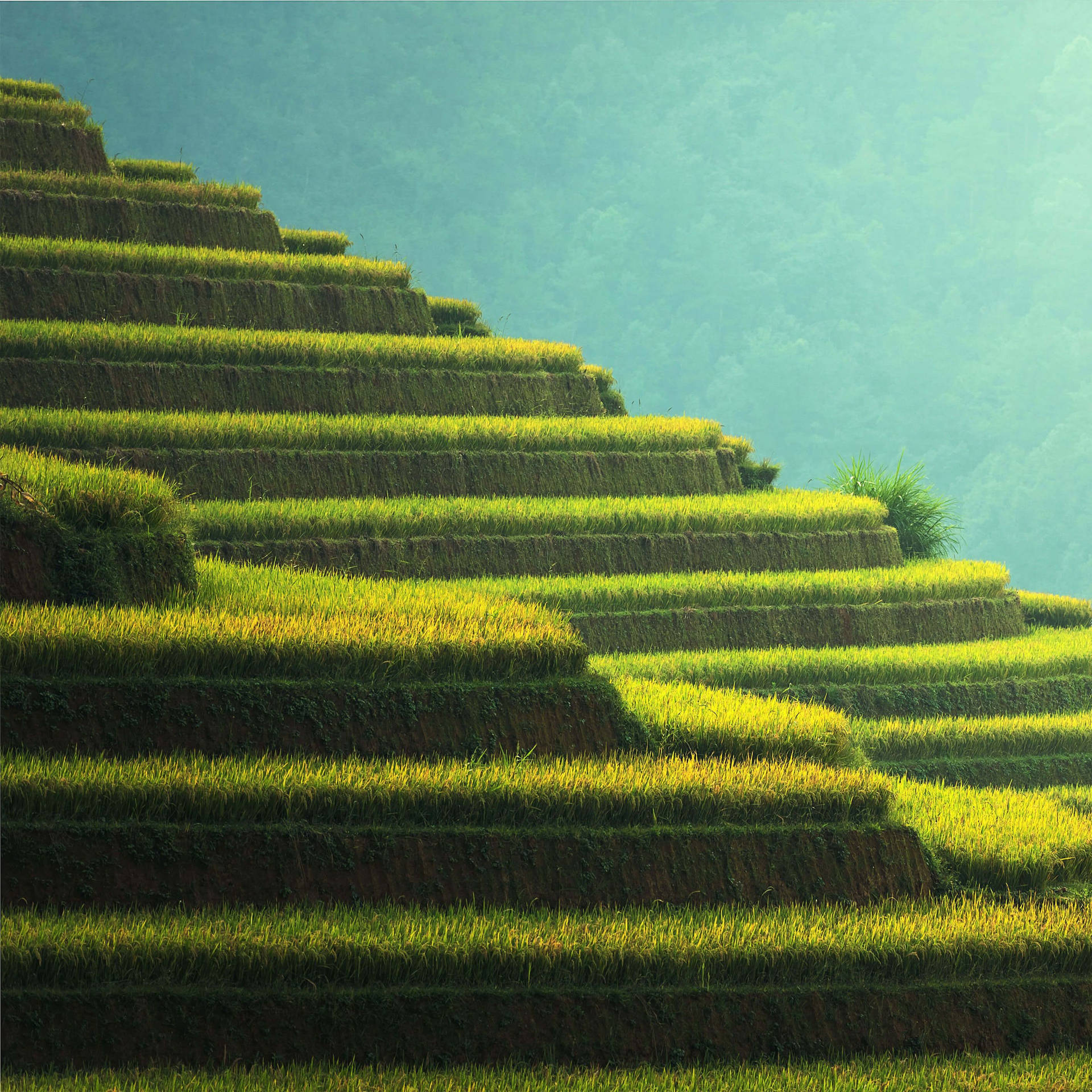Rice Terraces For Lenovo Tablet Display