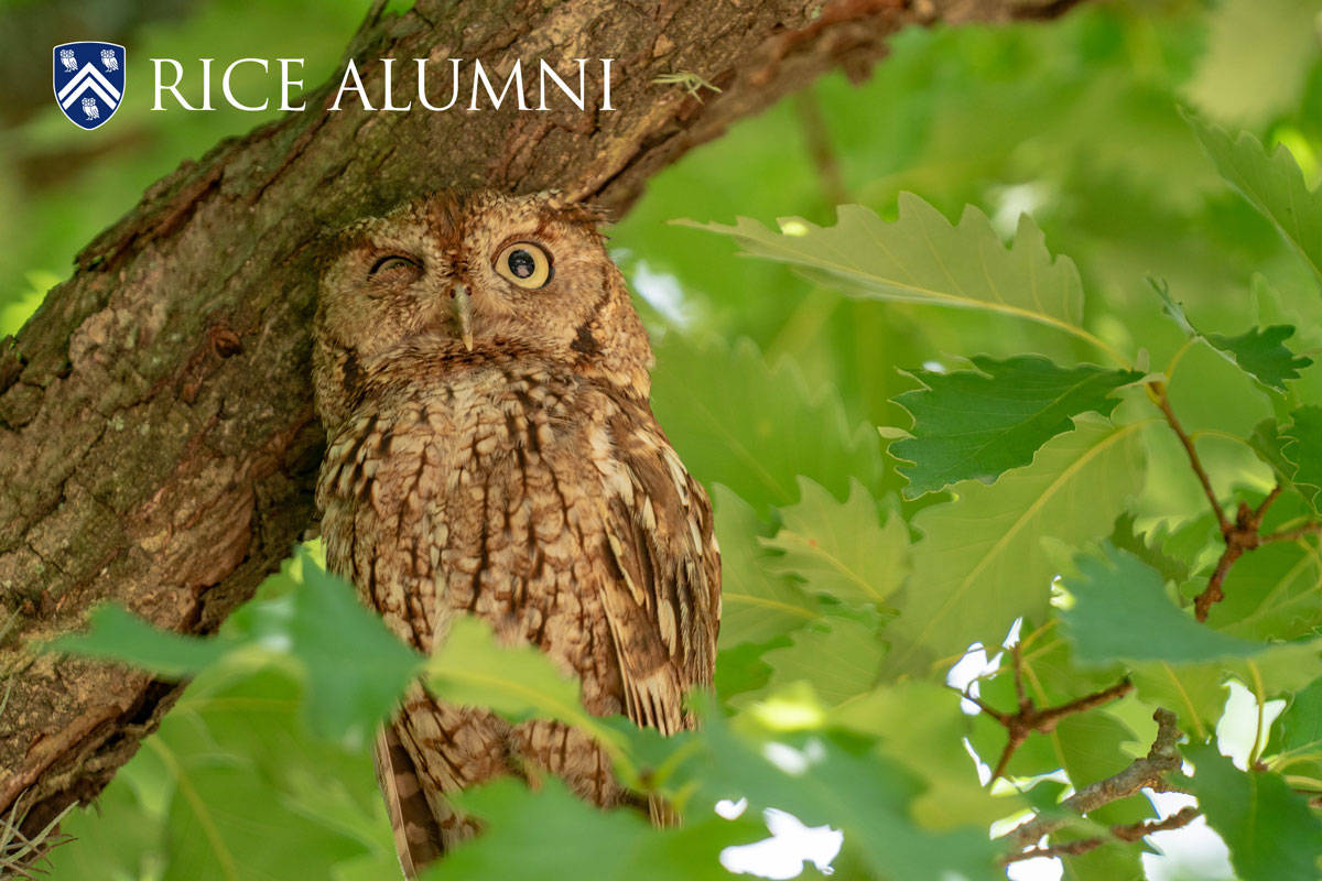 Rice University Owl Background