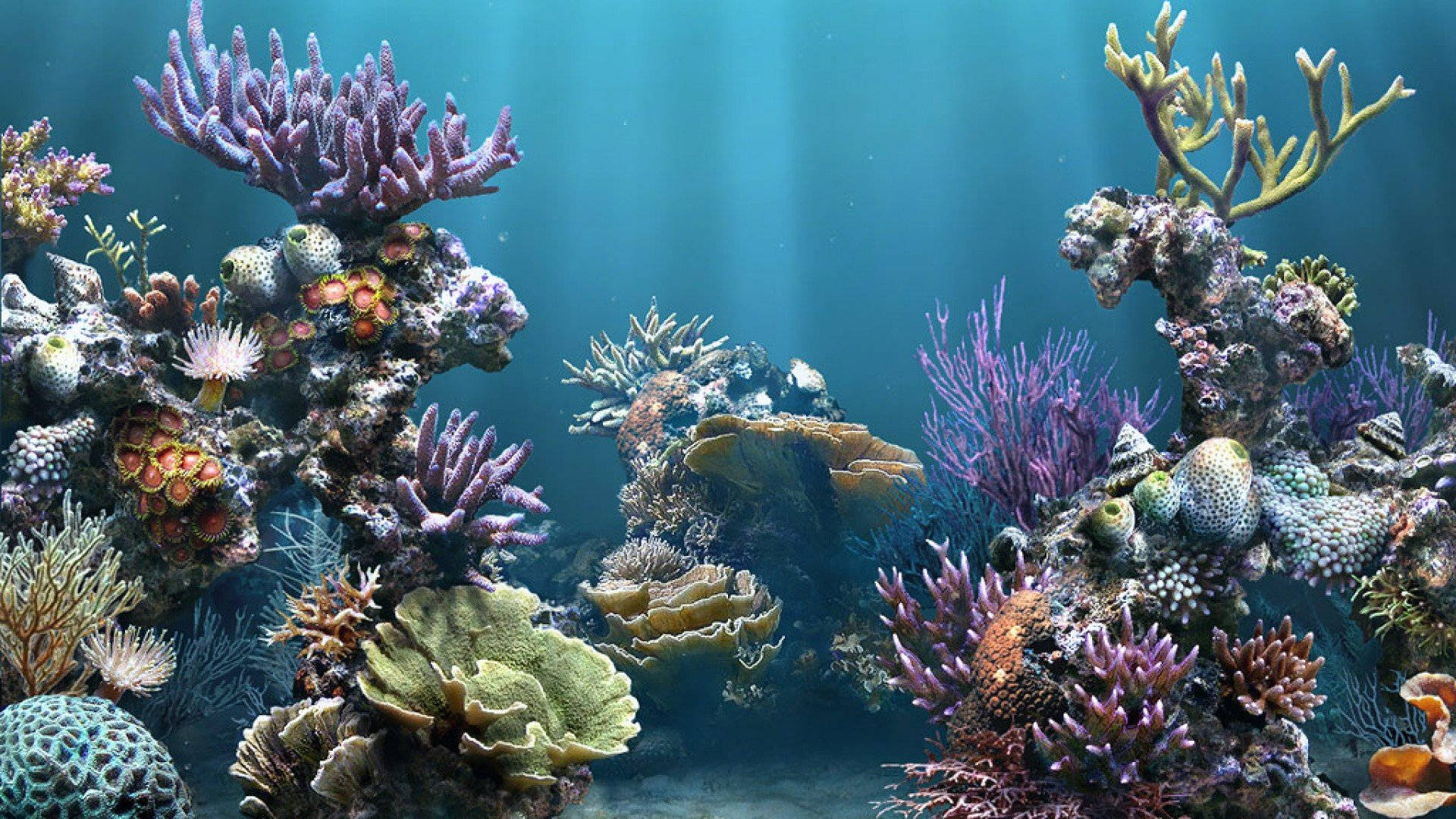 Rich Aquarium Marine Life Background