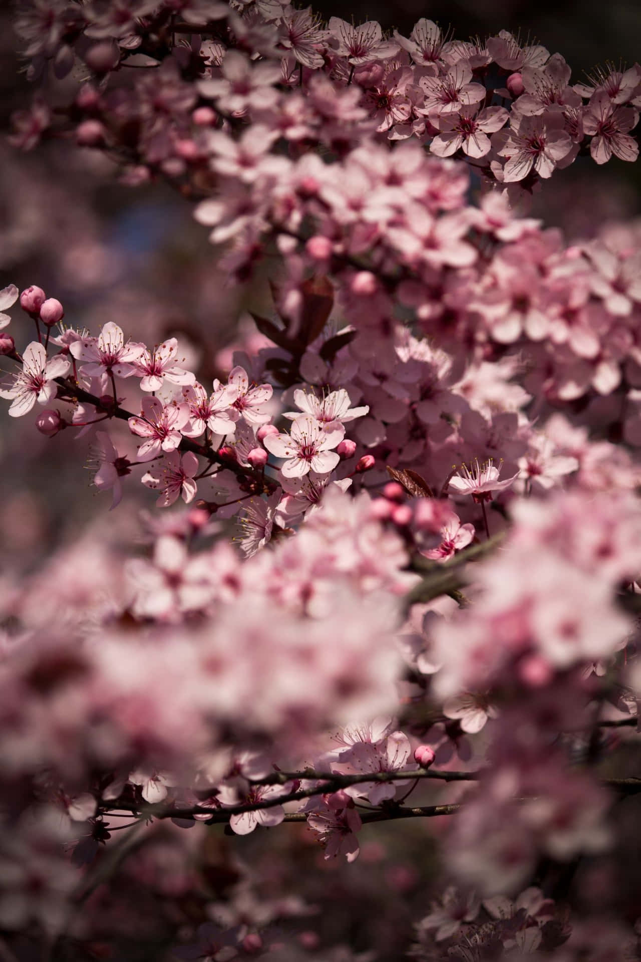 Rich, Dark Colours In A Gorgeous Cherry Blossom Display Background