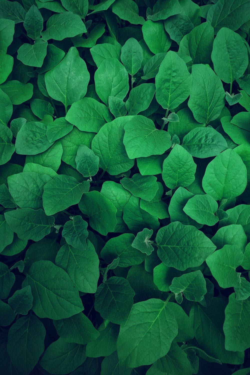Rich Emerald Green Leaf Background