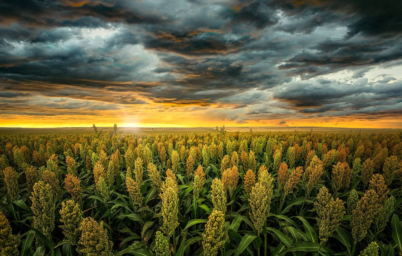 Rich Harvest In Kansas Background