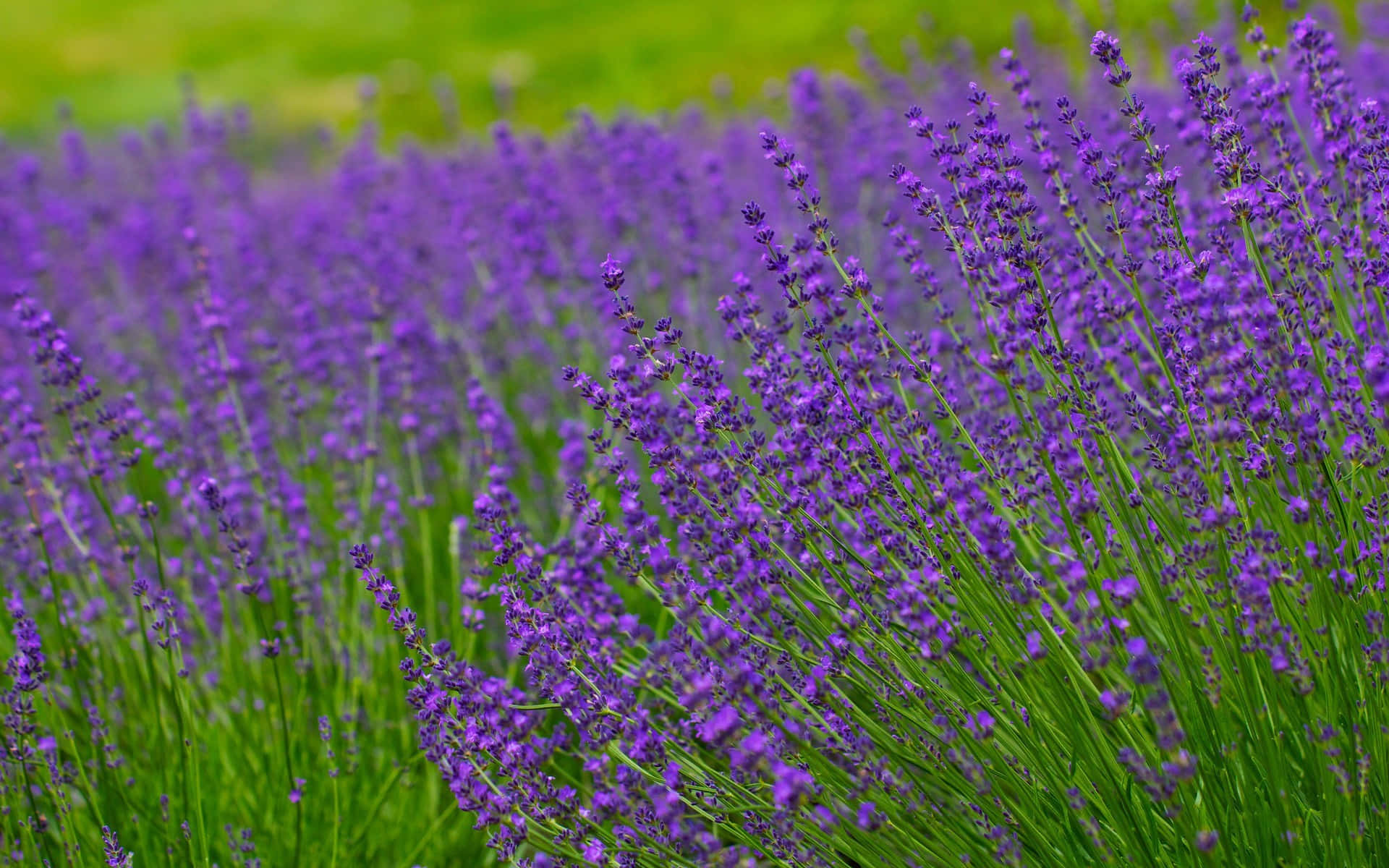 Rich Purple Lavenders On A Grass Field Background