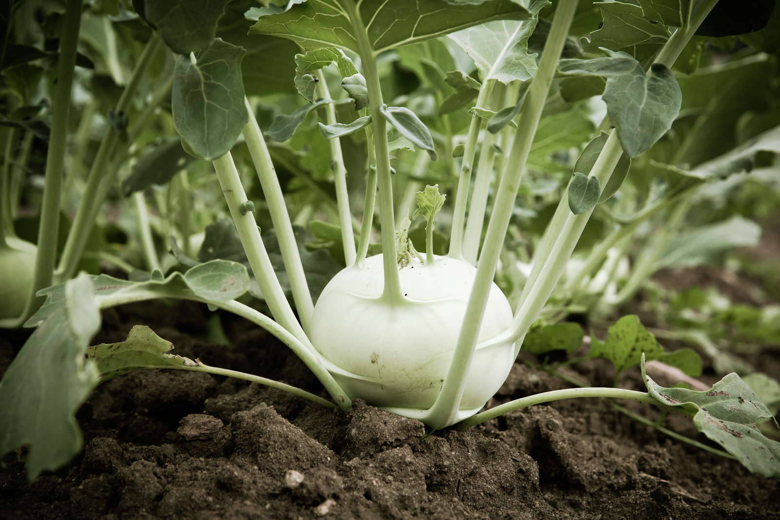 Rich Soil Kohlrabi Plant Background