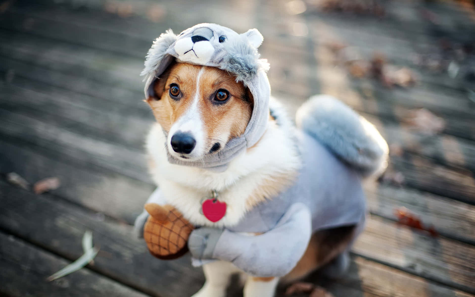 Ridiculous Corgi Squirrel Costume
