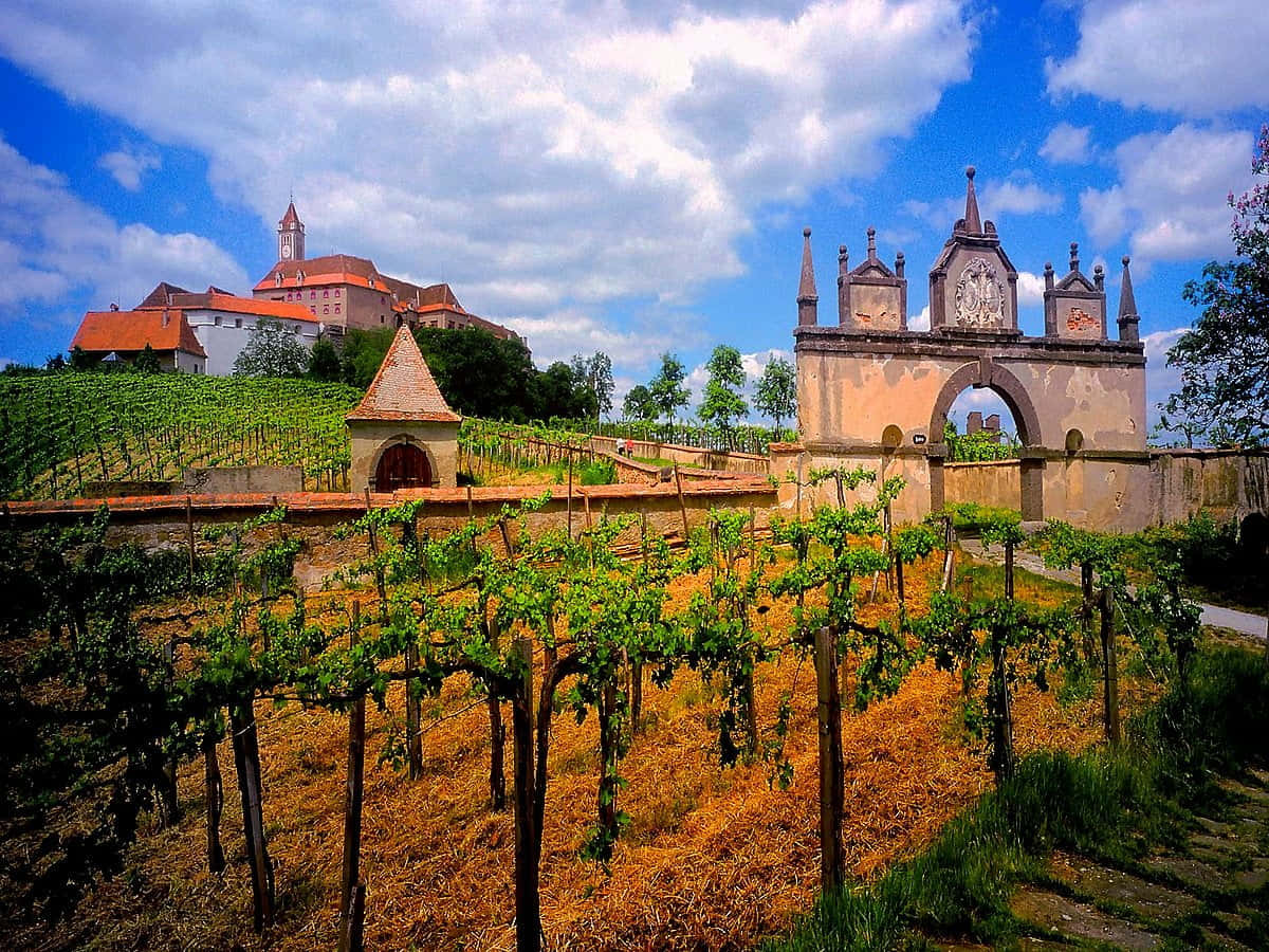 Riegersburg Castle Vineyard Background