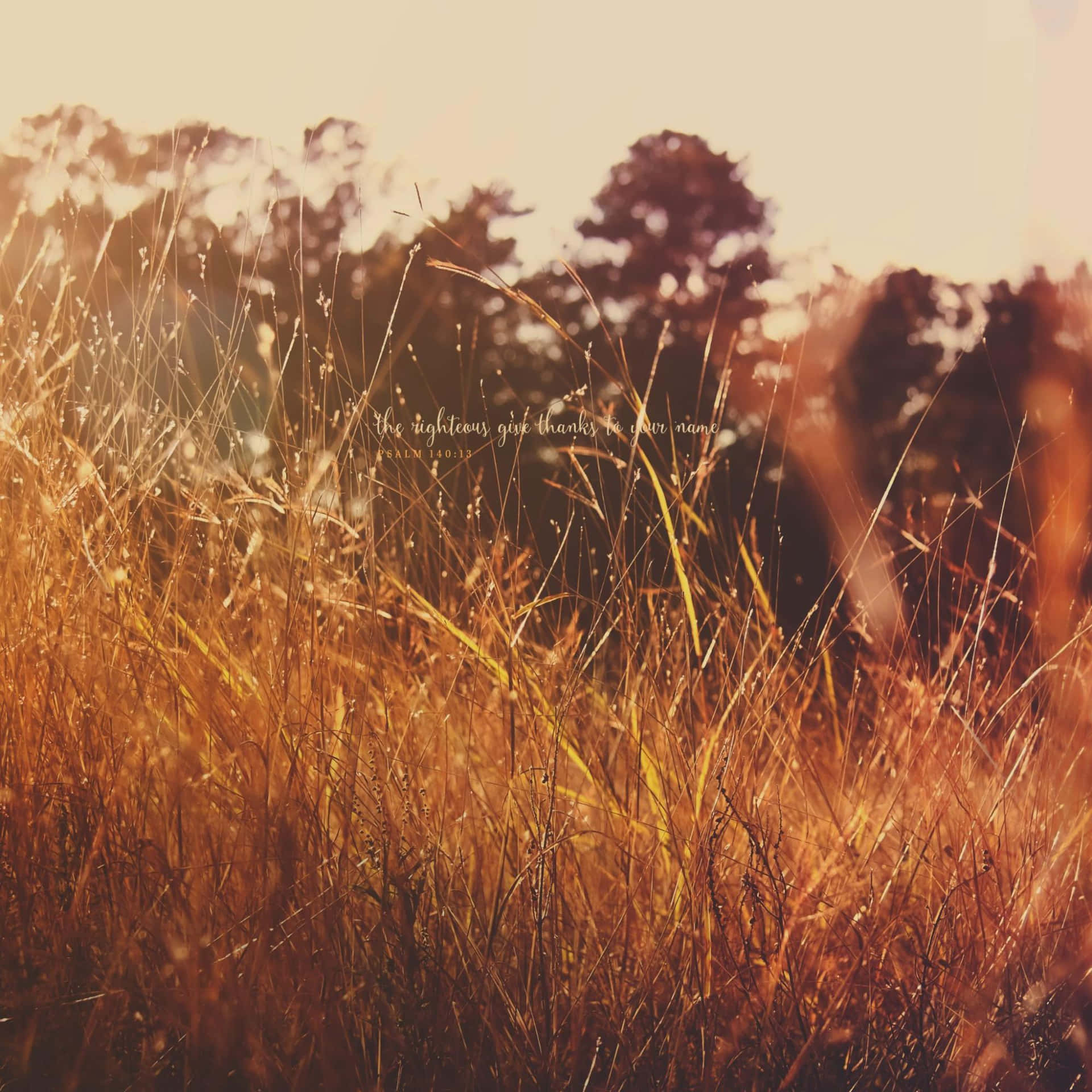 Righteous Sunshine Fields Background