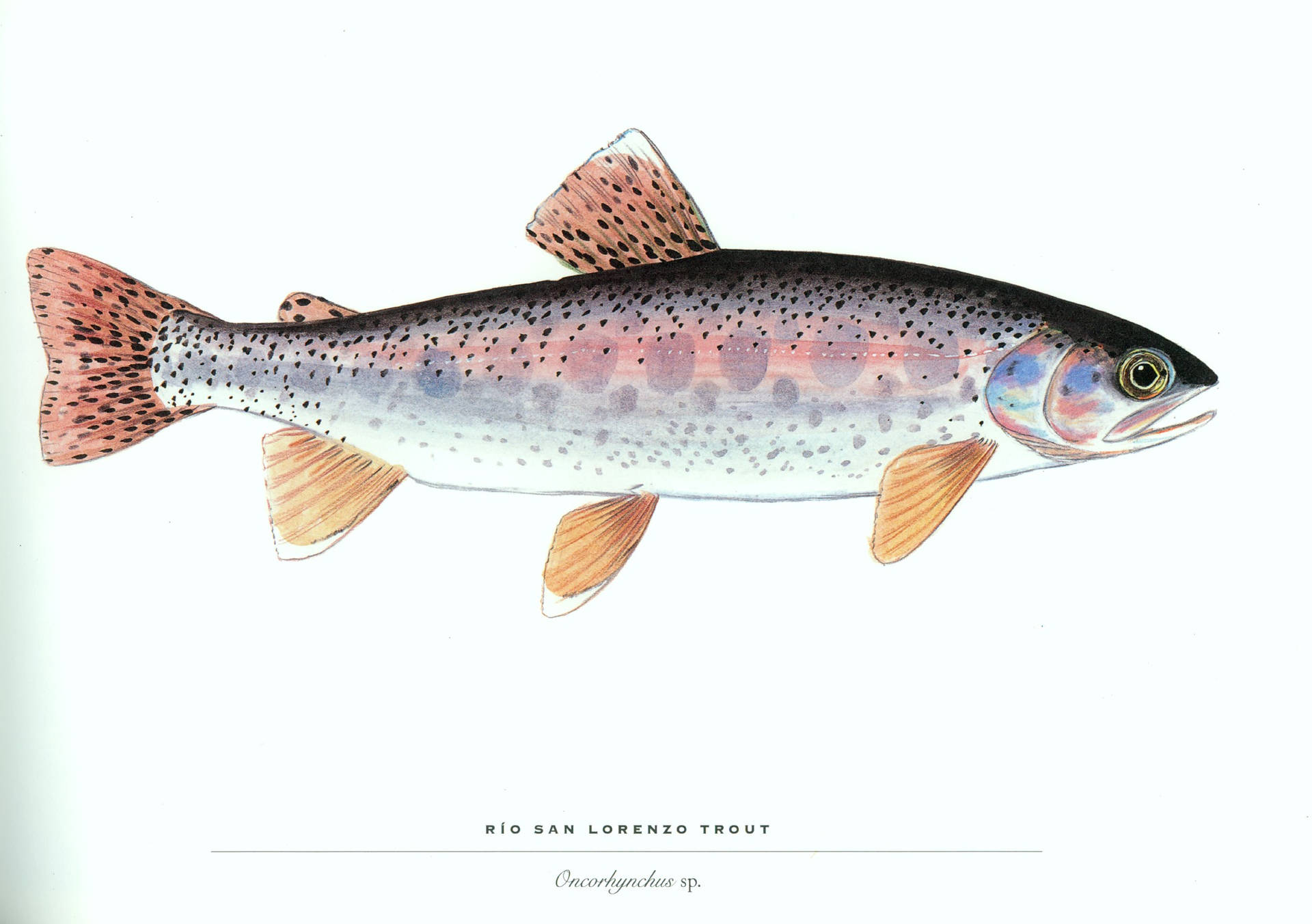 Rio San Lorenzo Trout