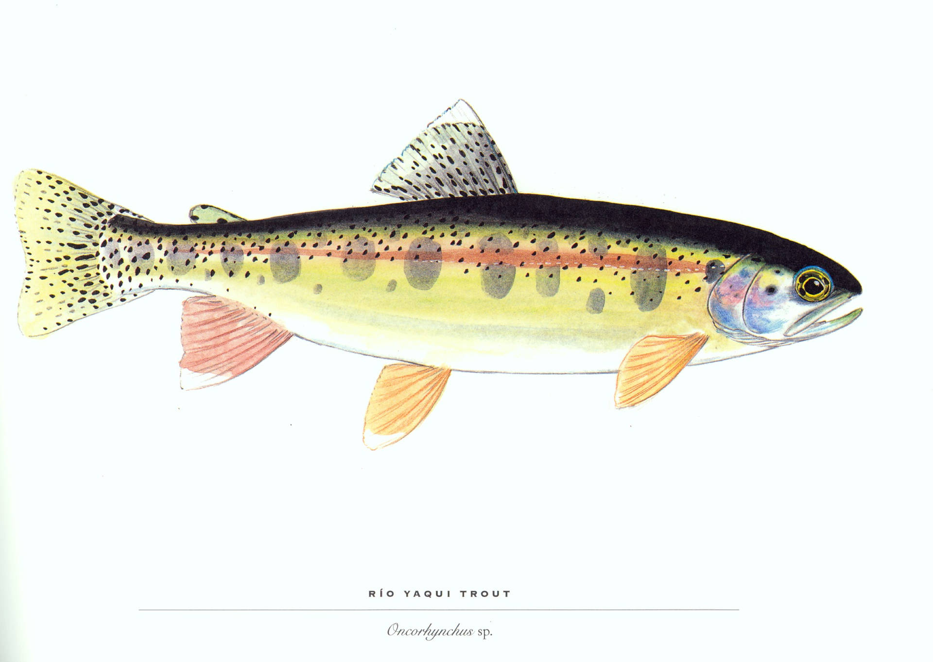 Rio Yaqui Trout