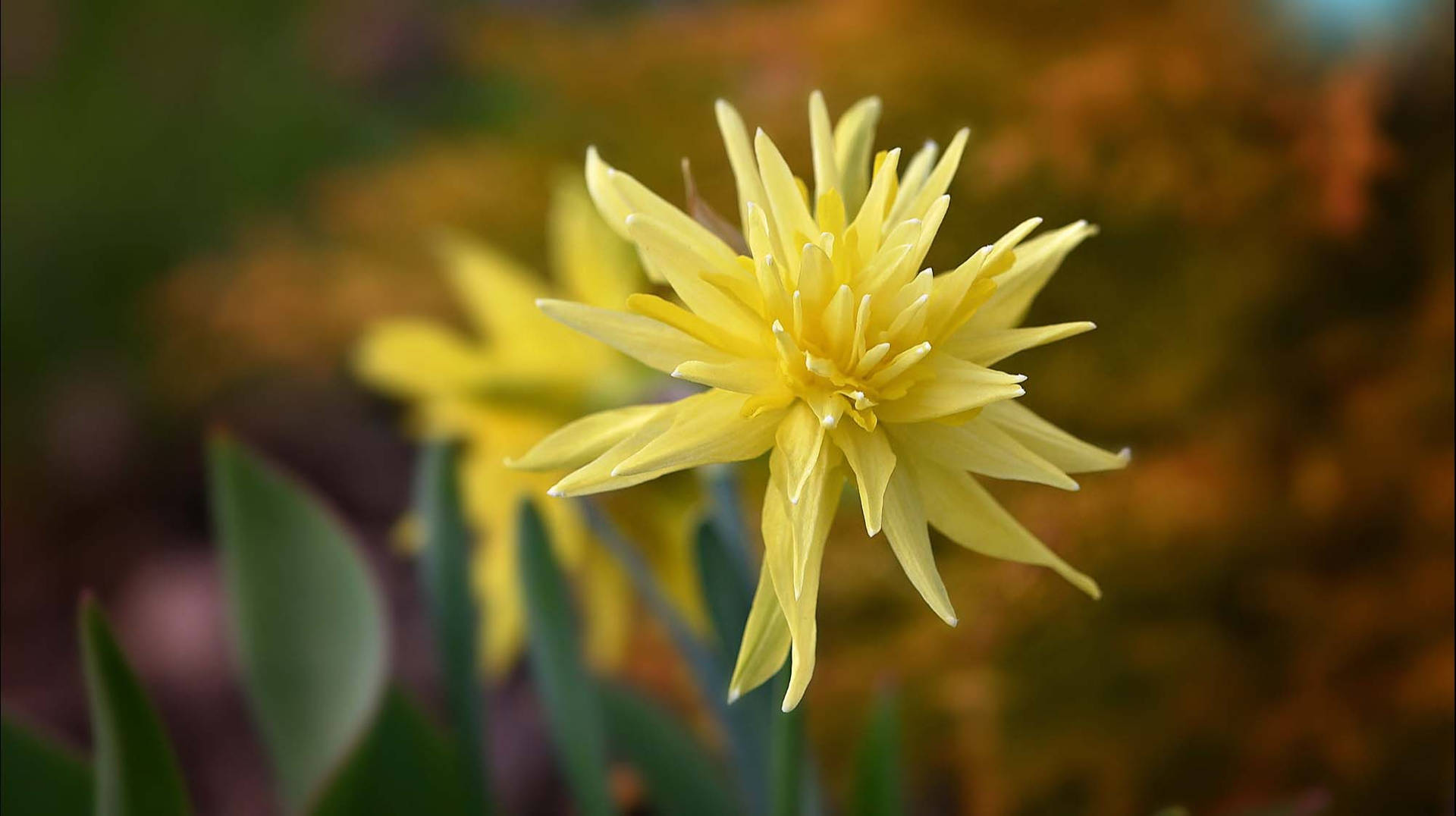 Rip Van Winkle Narcissus Flower Background