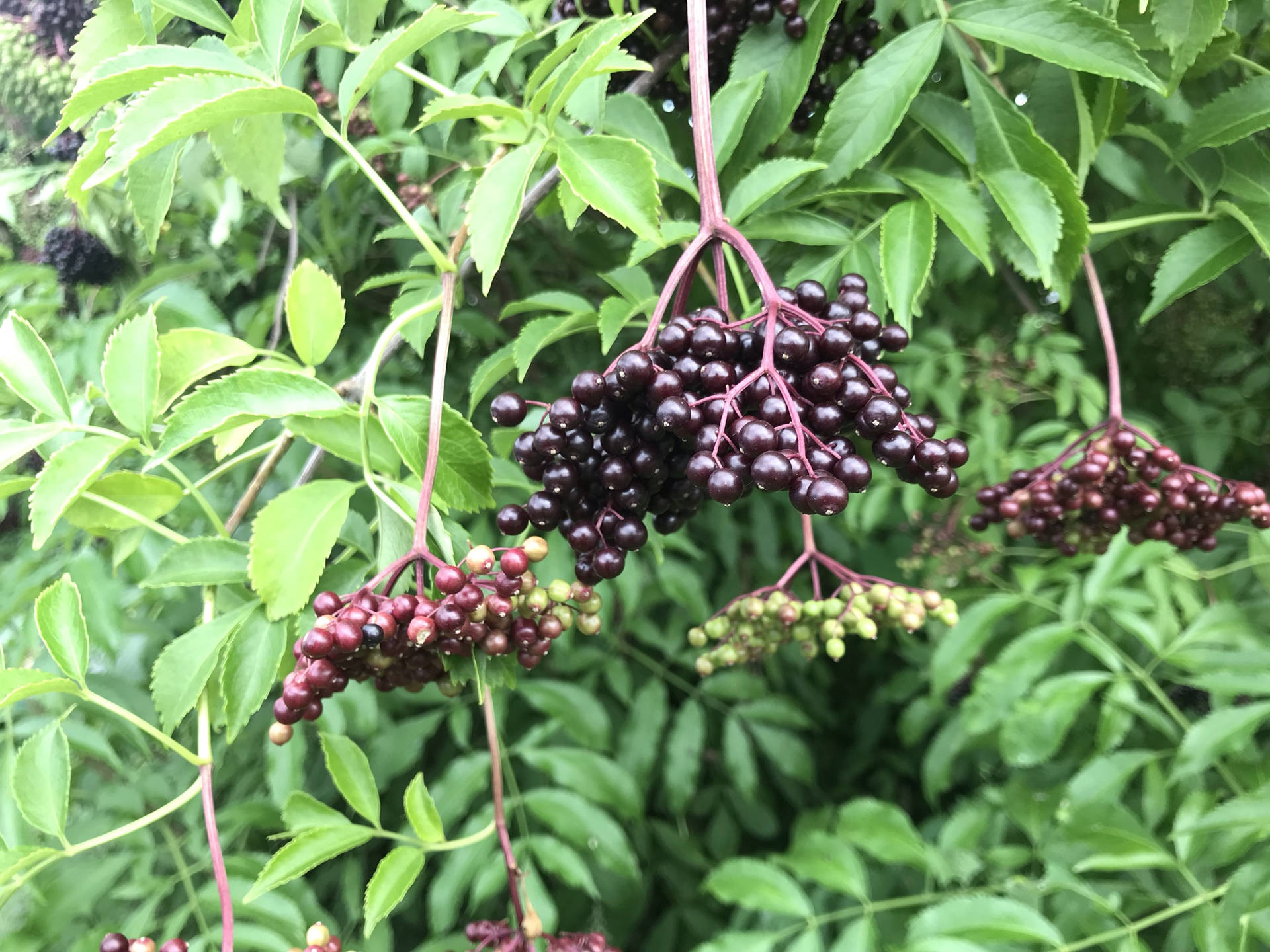 Ripe And Unripe Elderberry Fruits Background