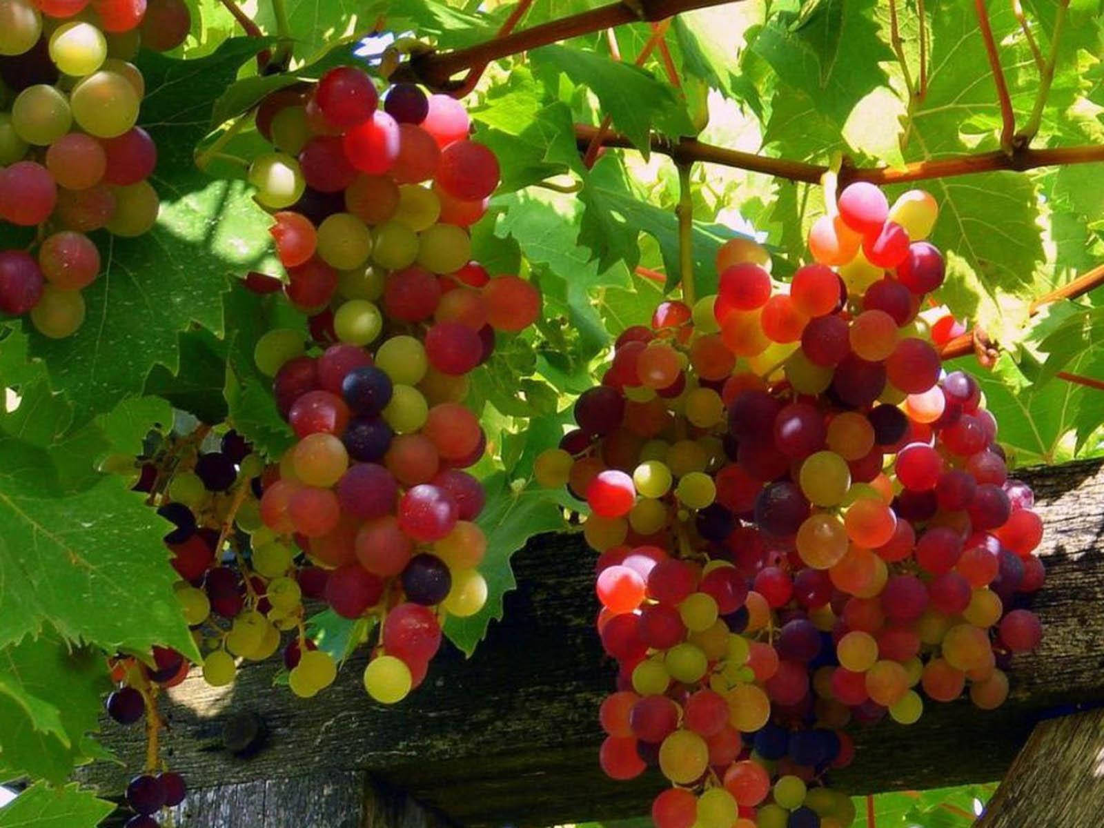 Ripe And Unripe Flame Seedless Red Grapes Background